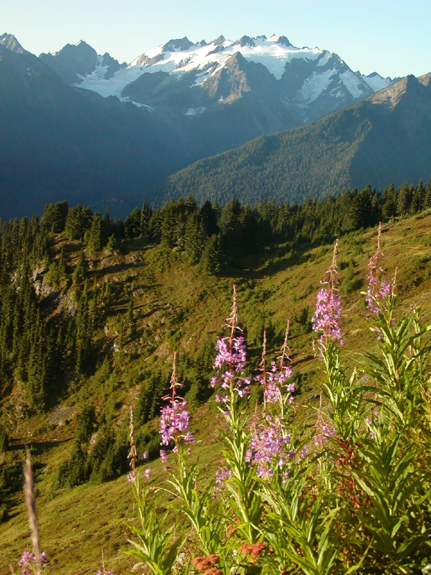 flower, countryside, sky, plants, mountain peak, olympic mountains, idyllic, tree, purple, fireweed, usa, washington, flowering plant, landscape, scenics - nature, Phone HD Wallpaper