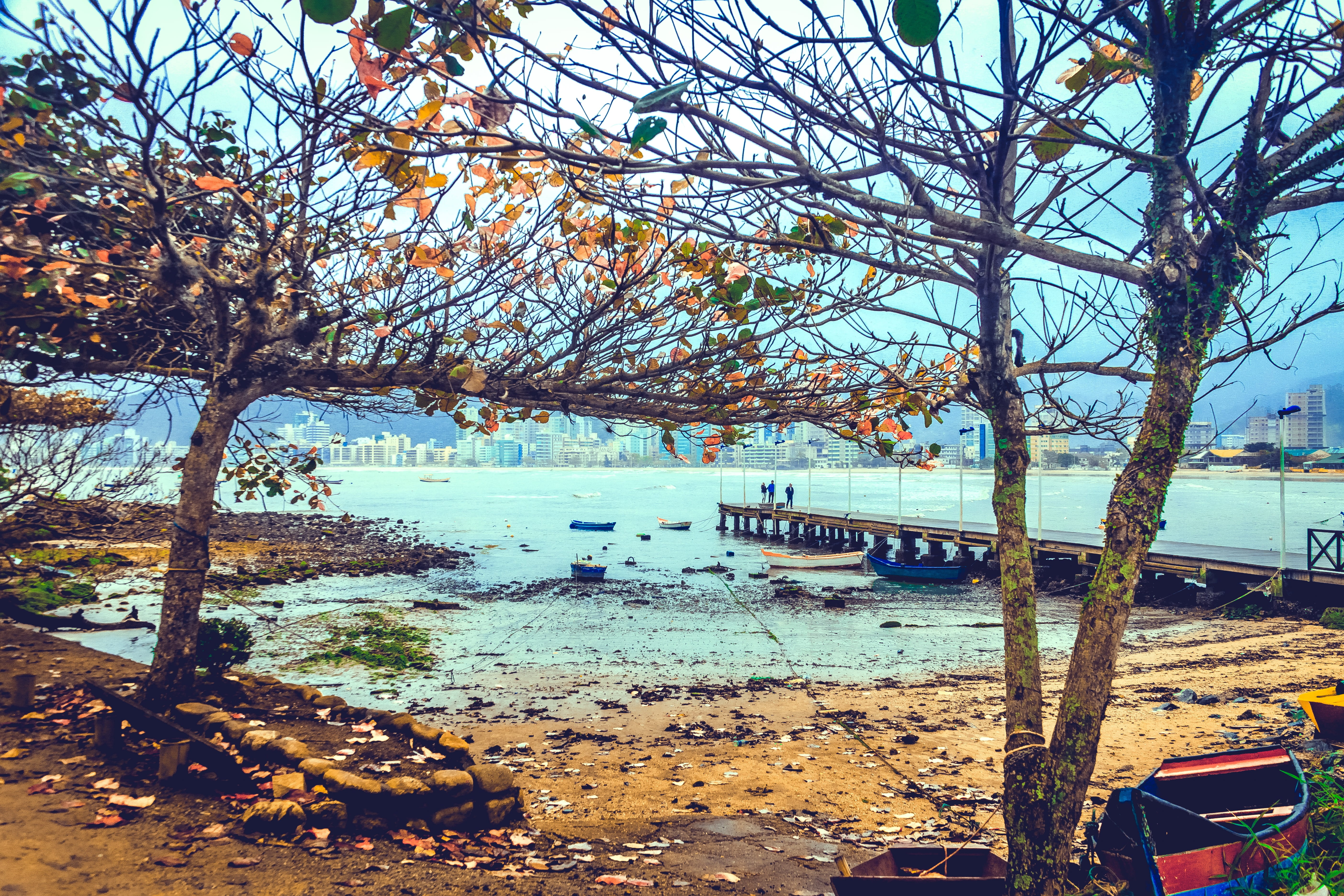 itapema, tranquility, 5K, nature, beach, water, outdoors, tree, growth, brazil, sky, beauty in nature, branch, tourism, sea, no people, scenics - nature, HD Wallpaper