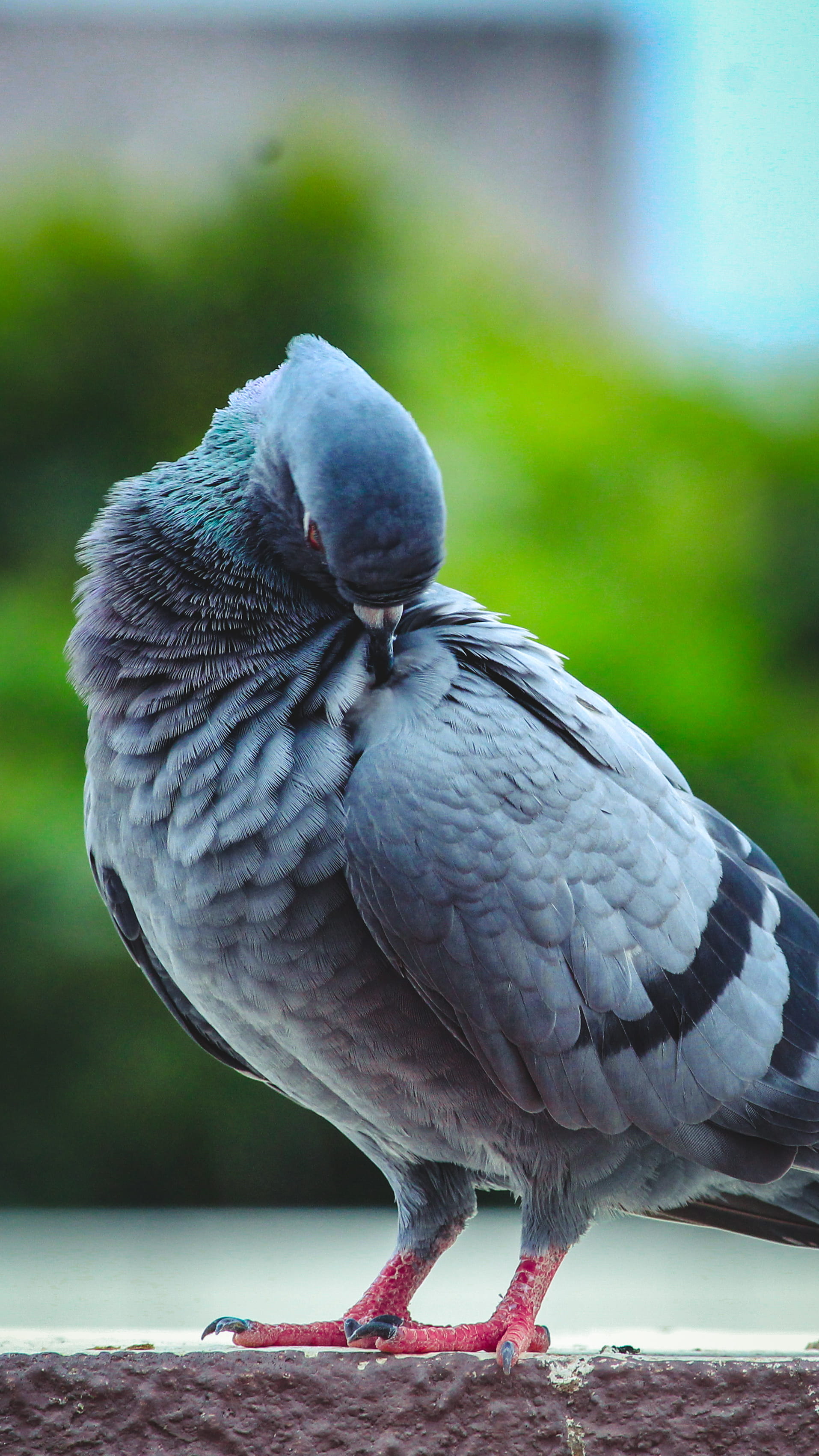 day, perching, preening, animals in the wild, full length, india, pigeon, animal wildlife, parrot, vertebrate, bird, nature, thaltej road, close-up, feather, Phone HD Wallpaper