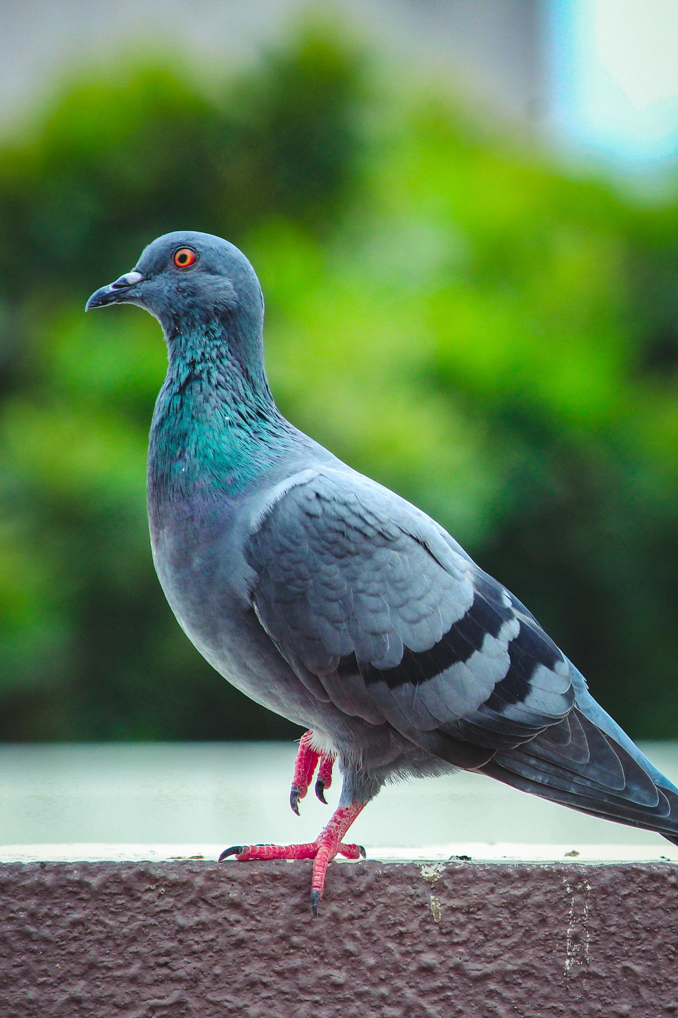close-up, looking away, ahmedabad, close up, photography, pigeon, railing, full length, vertebrate, india, eyes, pidgeon, animals in the wild, no people, Phone HD Wallpaper