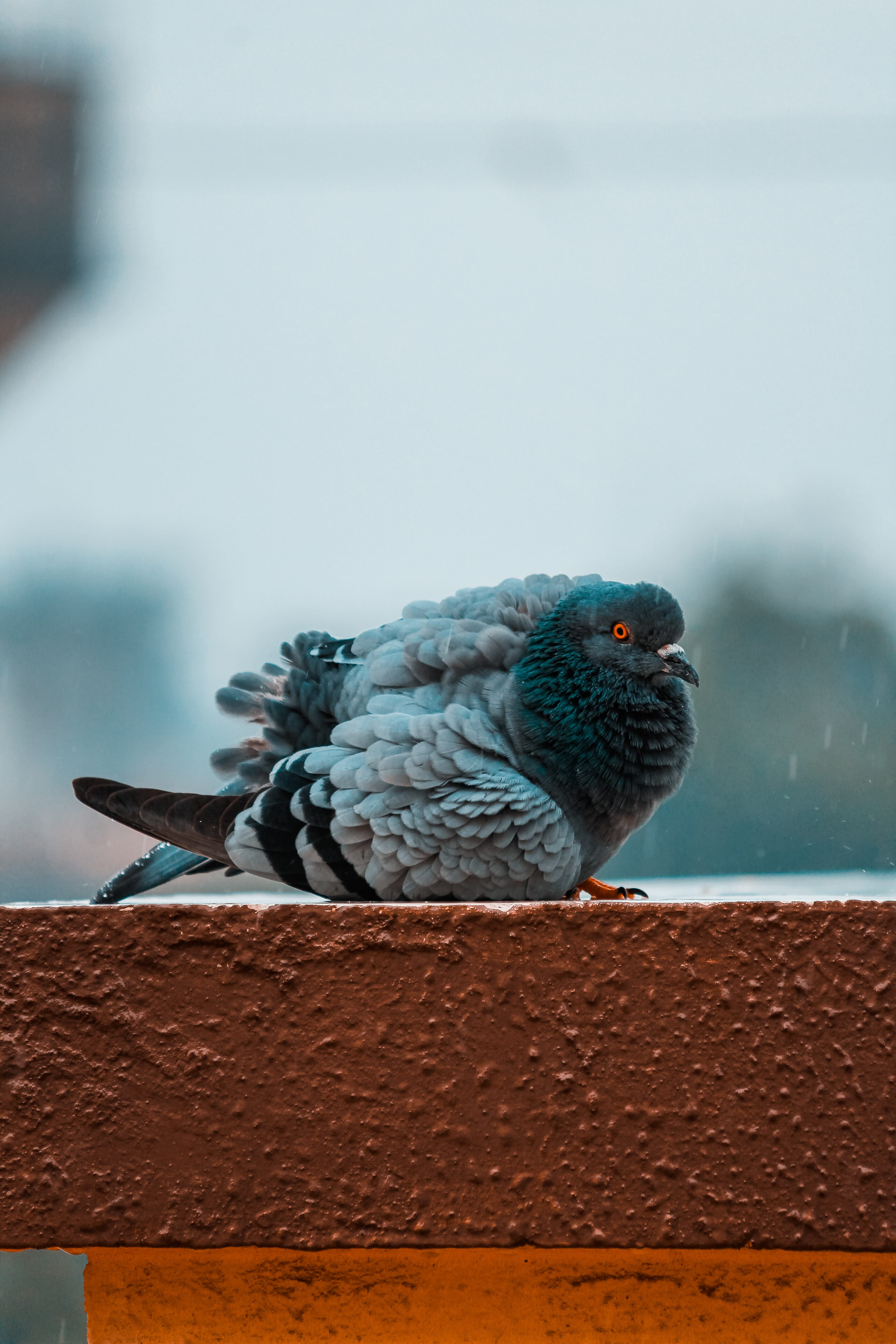 bird, animals in the wild, vertebrate, perching, day, one animal, thaltej road, ahmedabad, no people, animal, india, full length, focus on foreground, metal, Phone HD Wallpaper