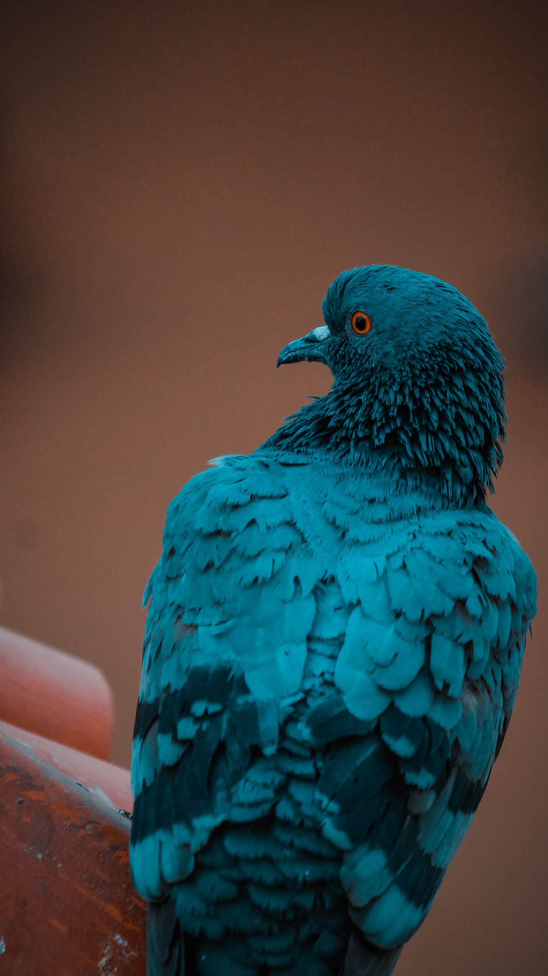 outdoors, 2K, #androidwallpaper, parrot, india, #lightroom, #halloween, #bird, ahmedabad, looking away, turquoise colored, nature, #unsplash, #pigeon, Phone HD Wallpaper
