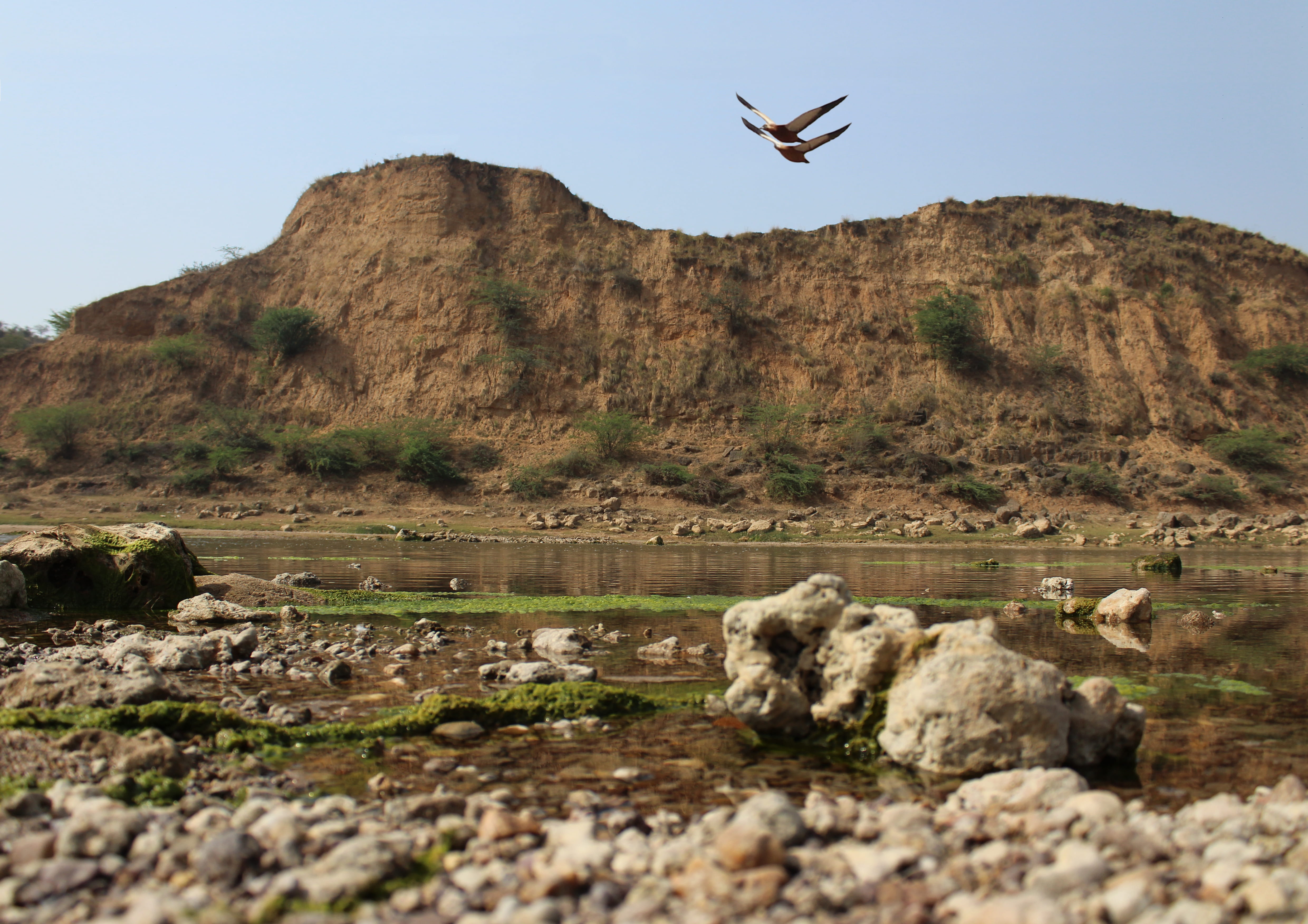 vertebrate, animal, water, animal themes, colors, ahmedabad, bird, solid, nature, river, land, birds, scenics - nature, outdoors, peace, cool, landscape, HD Wallpaper