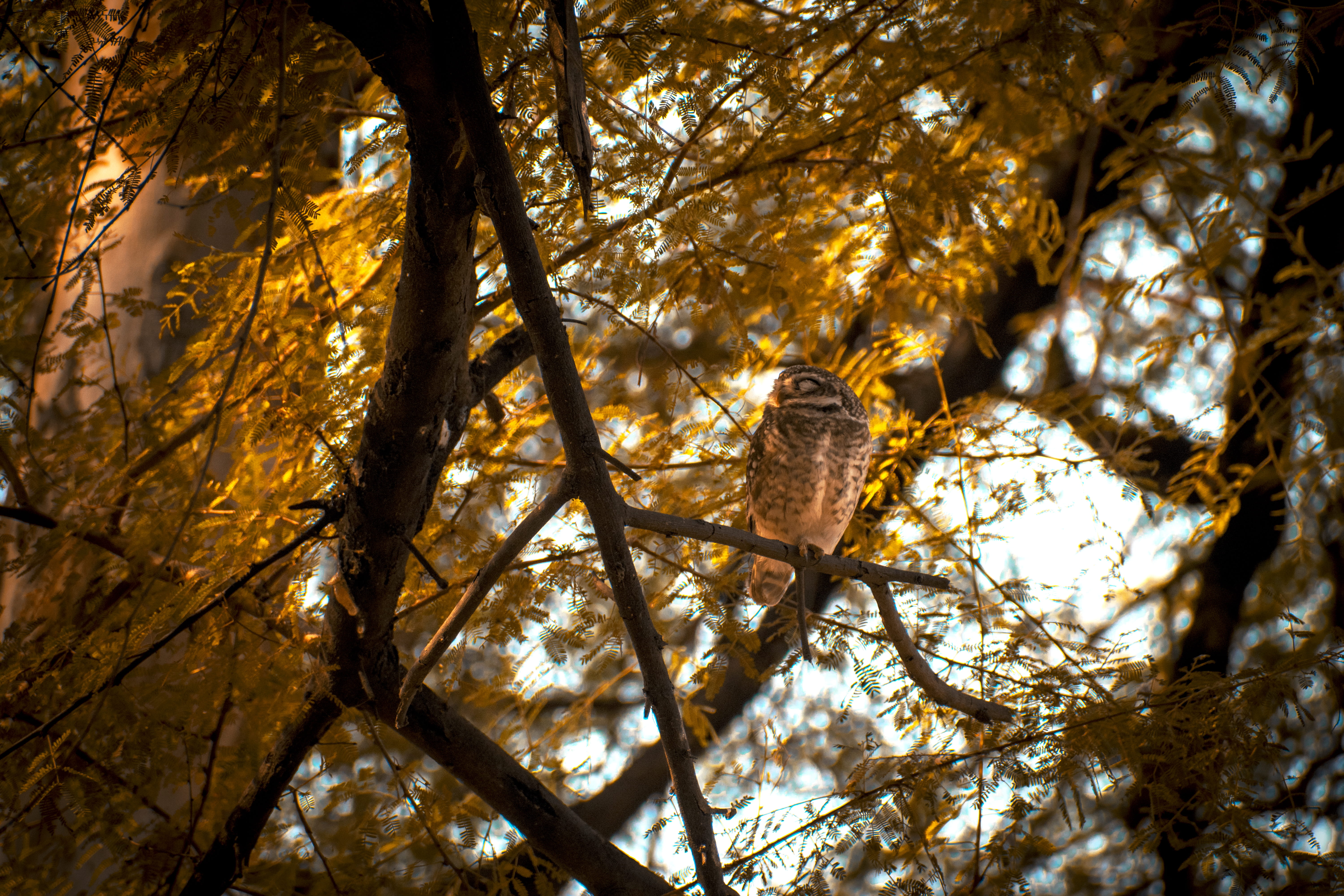 focus on foreground, trunk, tree, animals in the wild, growth, no people, low angle view, day, tree trunk, plant, bird, outdoors, perching, one animal, HD Wallpaper