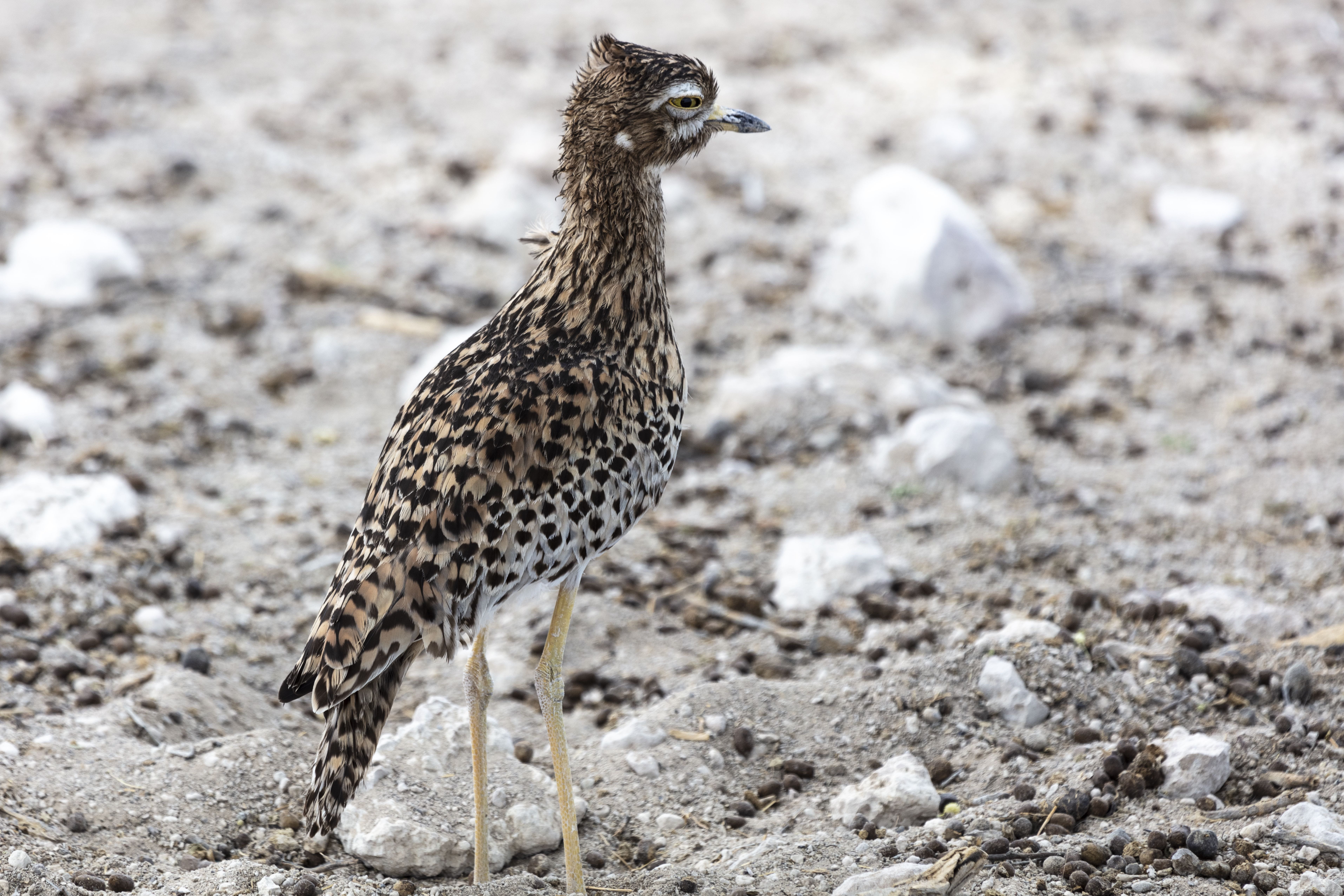 rock - object, peacock, grouse, waterfowl, brown, close-up, animal wildlife, 5K, black, solid, outdoors, gravel, crane bird, animals in the wild, pheasant, HD Wallpaper