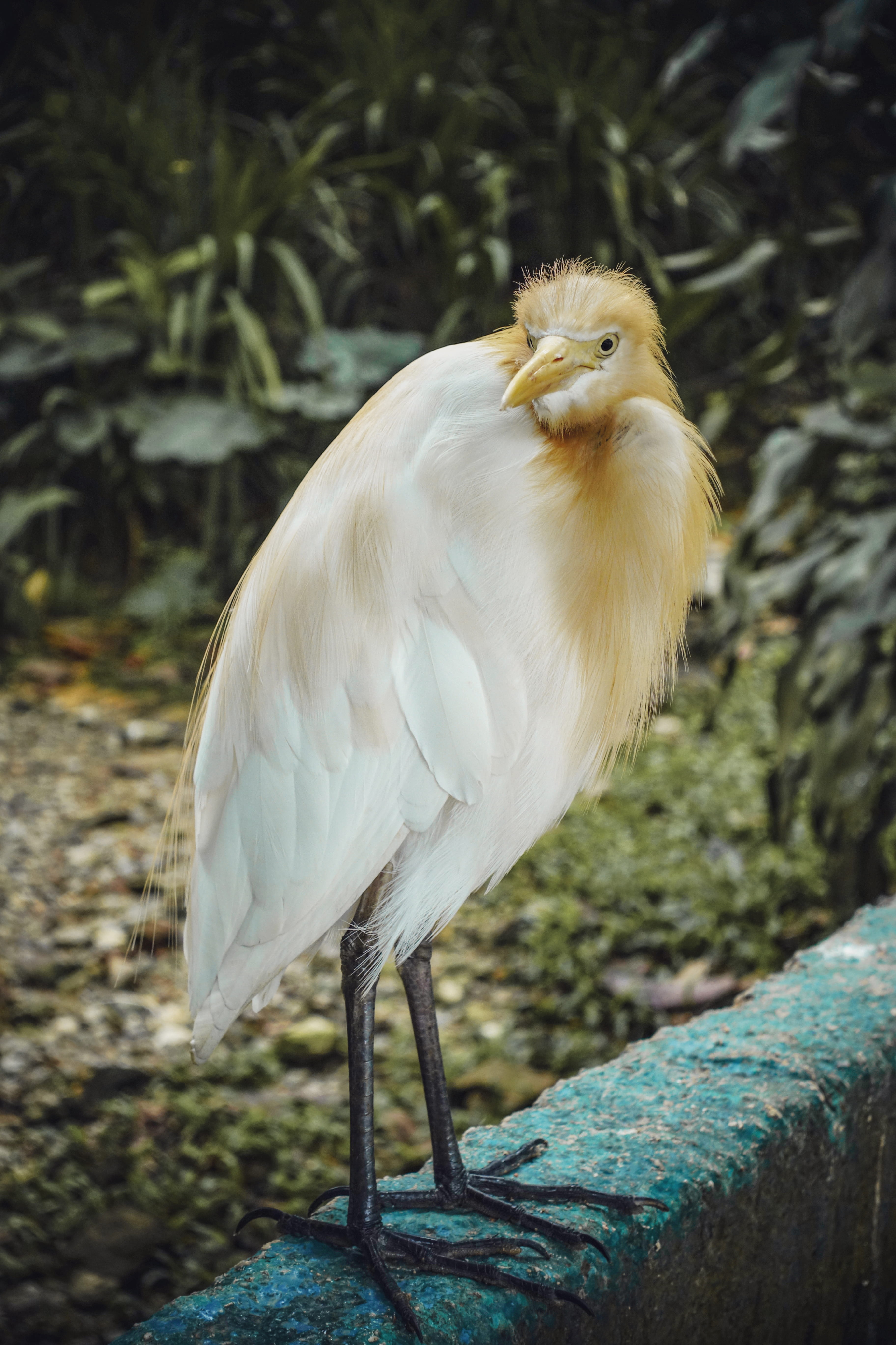 close-up, animals in the wild, focus, looking, egret, water, side view, anthus, chicken, waterfowl, focus on foreground, crane bird, animal wildlife, animal, Phone HD Wallpaper