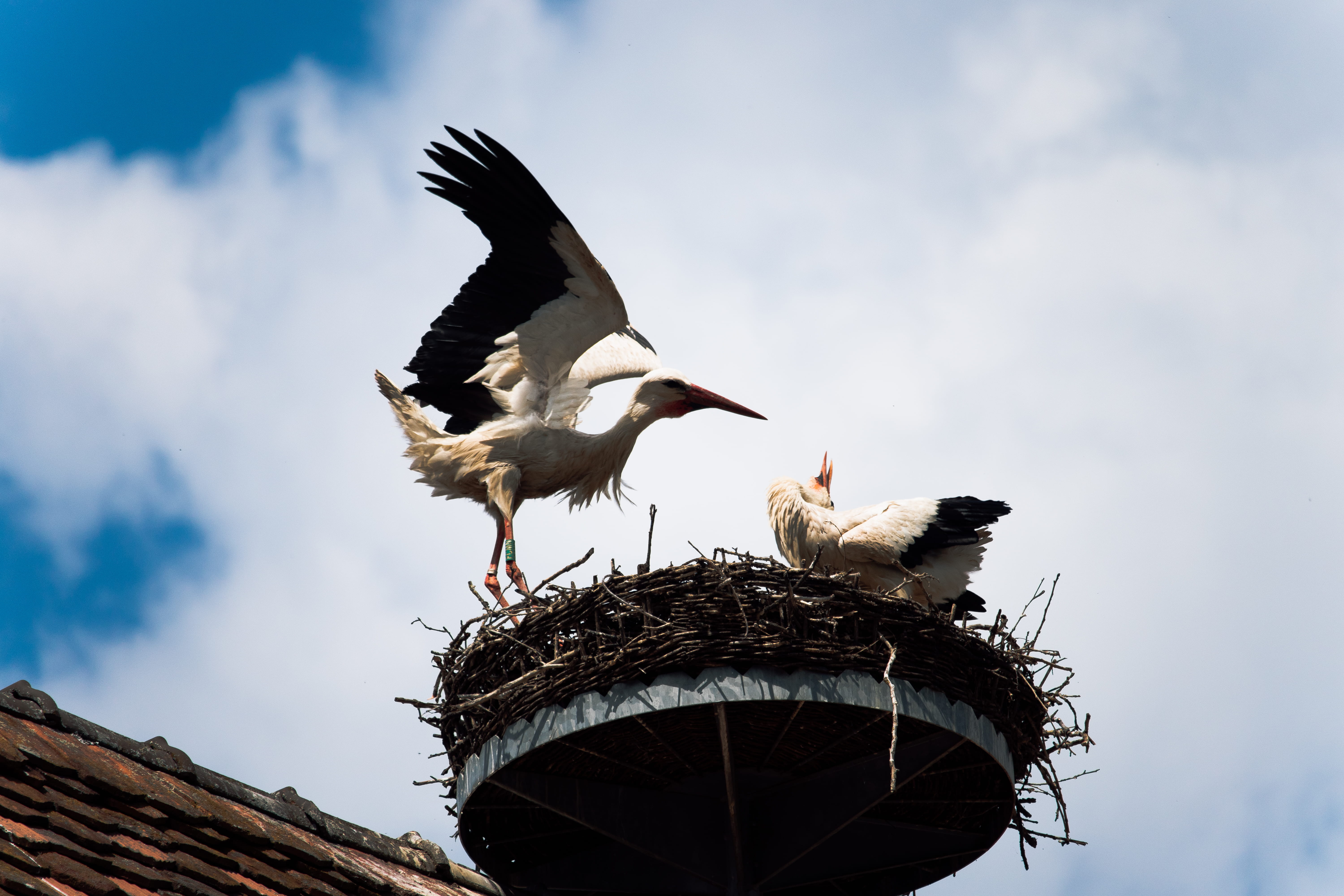 animal themes, animal family, nature, cloud - sky, crane bird, spread wings, bird nest, animals in the wild, church, animal, background, group of animals, HD Wallpaper