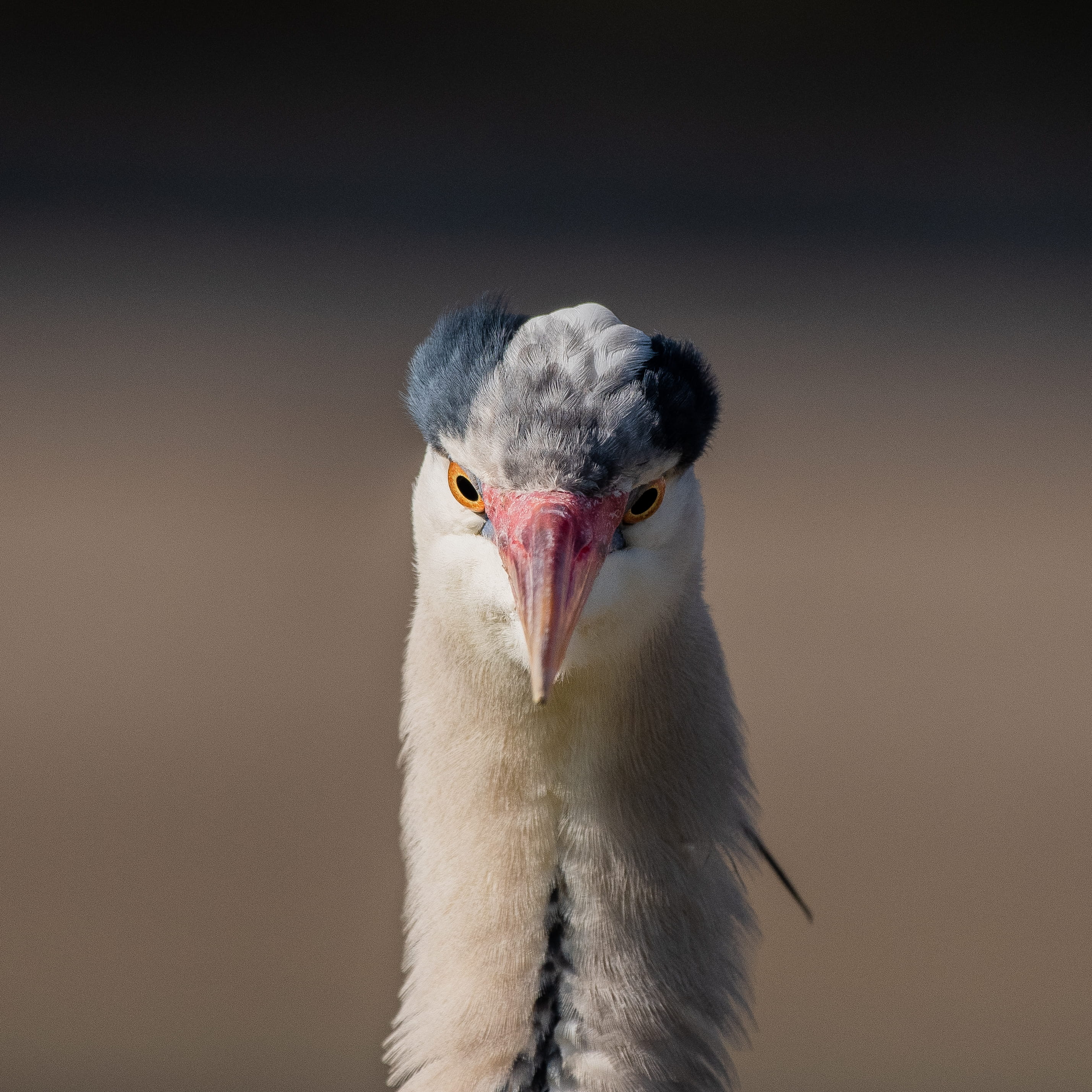 2K, portrait, wild, mouth, day, ostrich, waterfowl, one animal, animal, nature, soil, vertebrate, animals in the wild, anhinga, beak, flamingo, wildlife, Phone HD Wallpaper