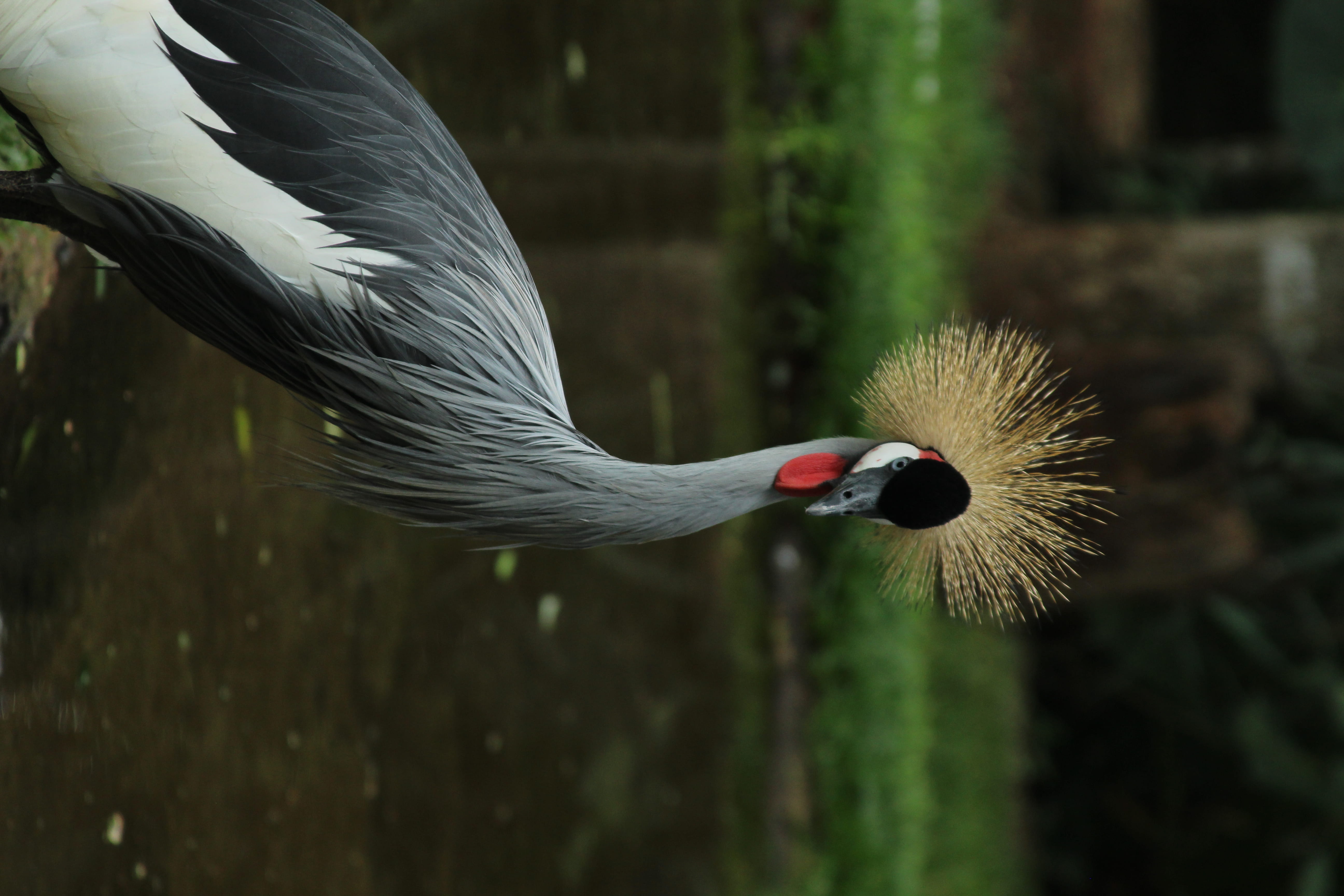 green, animal head, beak, land, brazil, motion, white, wild, forest, foz do iguaçu, egret, bird, animal wildlife, crane bird, one animal, crazy, animal themes, HD Wallpaper