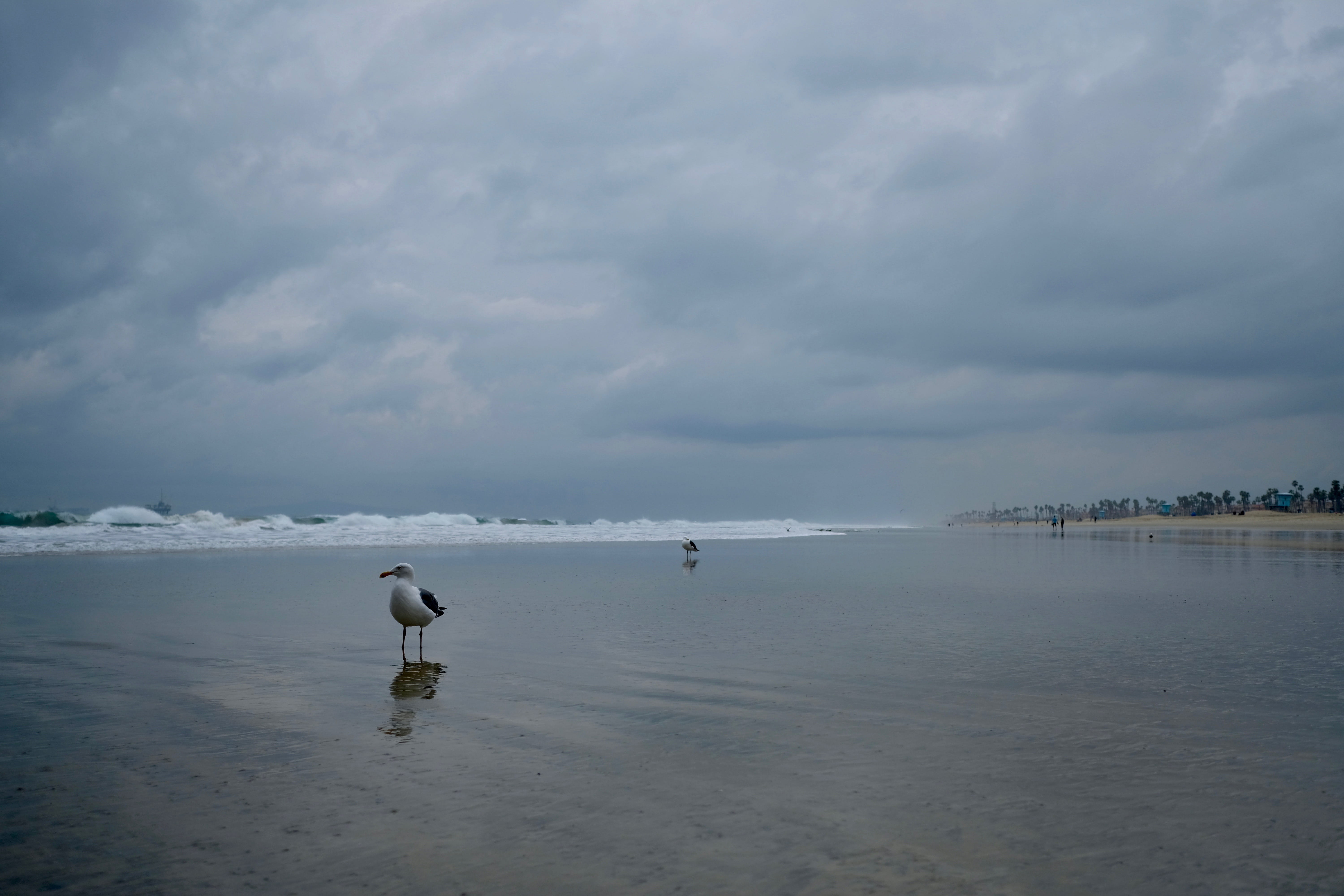 crane bird, nature, seagull, flying, horizon over water, vertebrate, sea, egret, cloud - sky, ocean, bird, sky, animal themes, animal, 5K, tranquil scene, HD Wallpaper