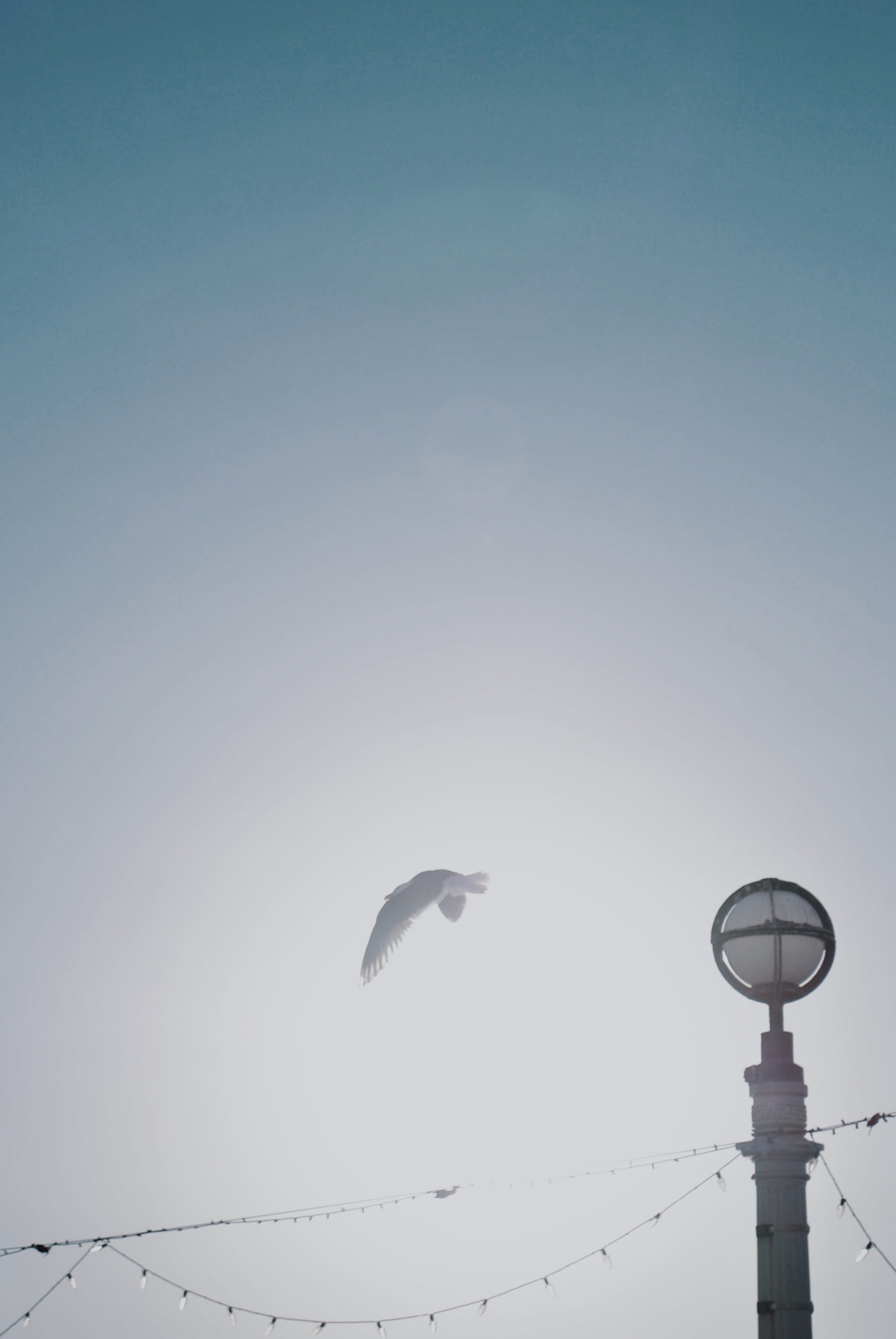 kite bird, copy space, day, dove, heron, pigeon, mid-air, animal, 2K, no people, animal themes, low angle view, weather, vertebrate, fog, ardeidae, seagull, Phone HD Wallpaper