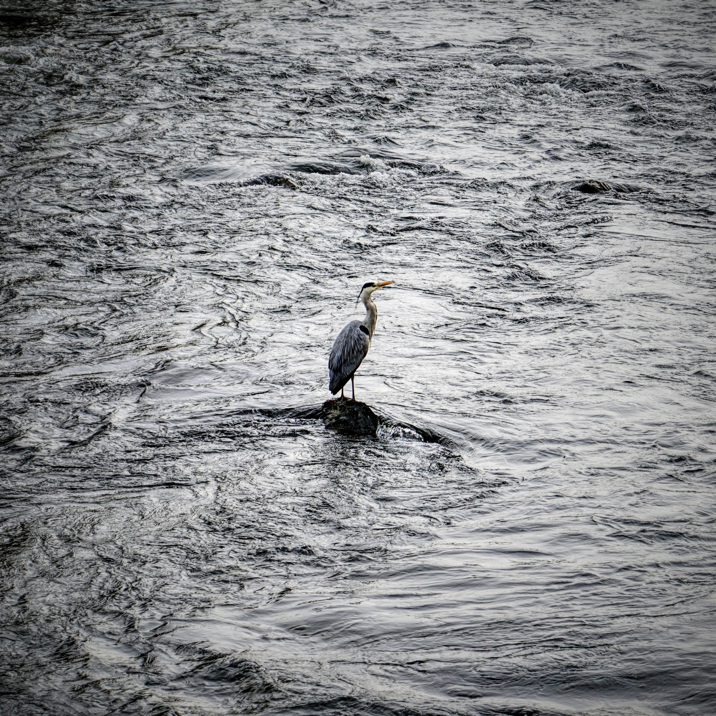 day, water, waterfront, ardeidae, animal themes, river, 2K, crane bird, water bird, outdoors, reiher, germany, beak, heron, animal wildlife, perching, Phone HD Wallpaper