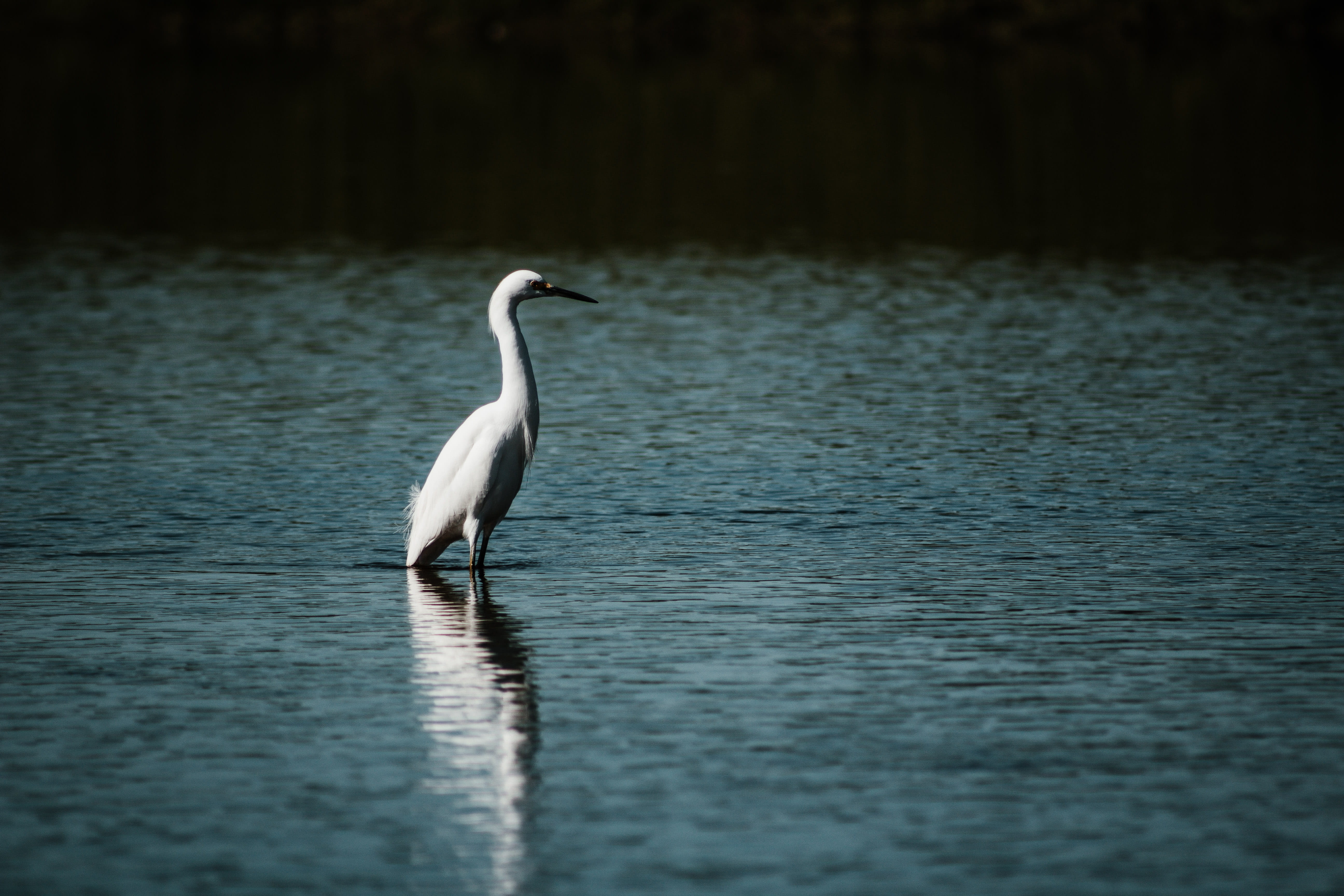 led, lighting, nature, crane bird, waterfront, plywood, spotlight, animals in the wild, no people, swan, waterfowl, anthus, white, lake, torii, water, one animal, HD Wallpaper