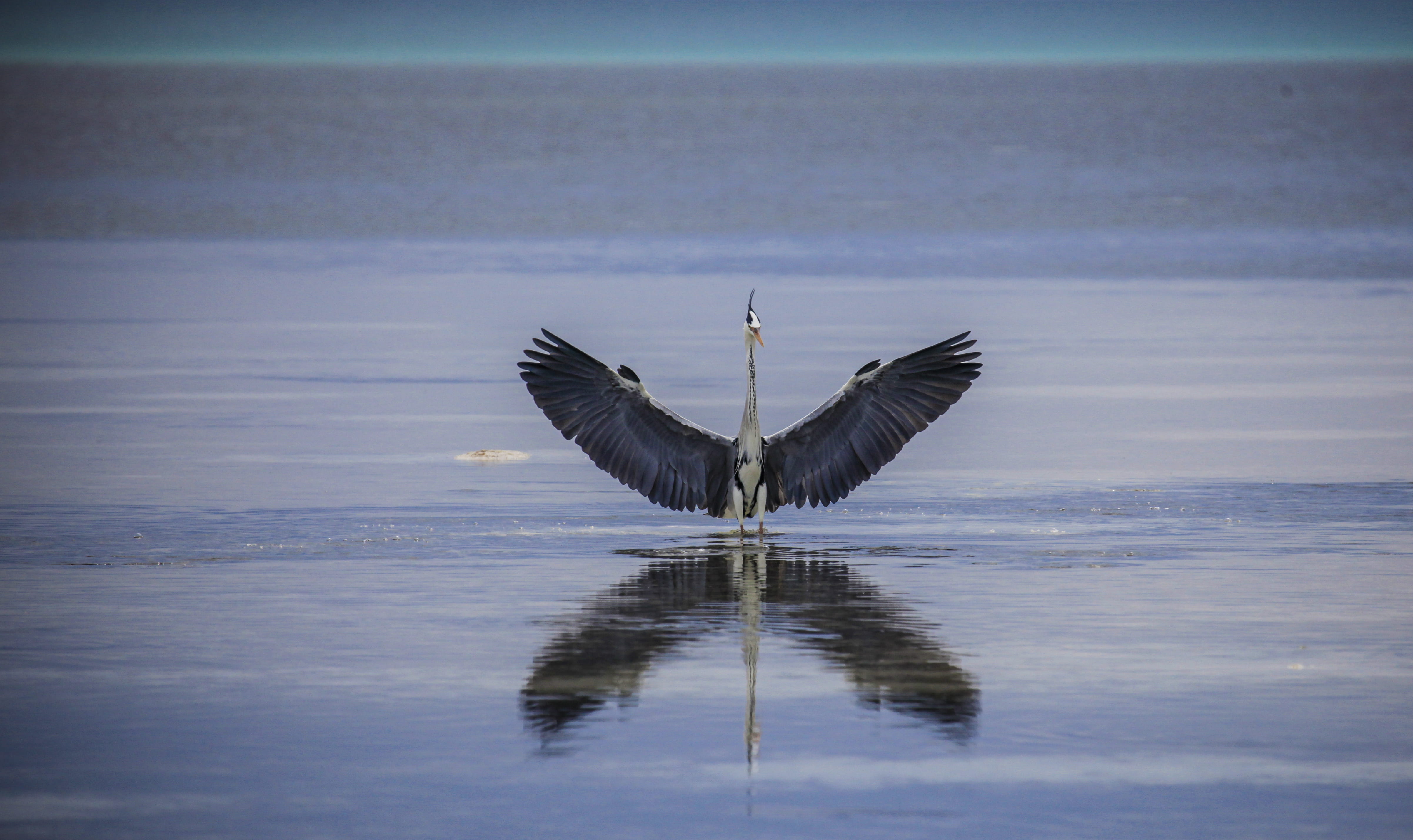 black swan, no people, nature, cormorant, flapping, one animal, vulture, outdoors, day, vertebrate, beak, animal, 4K, reflection, heron, ripple, stork, HD Wallpaper
