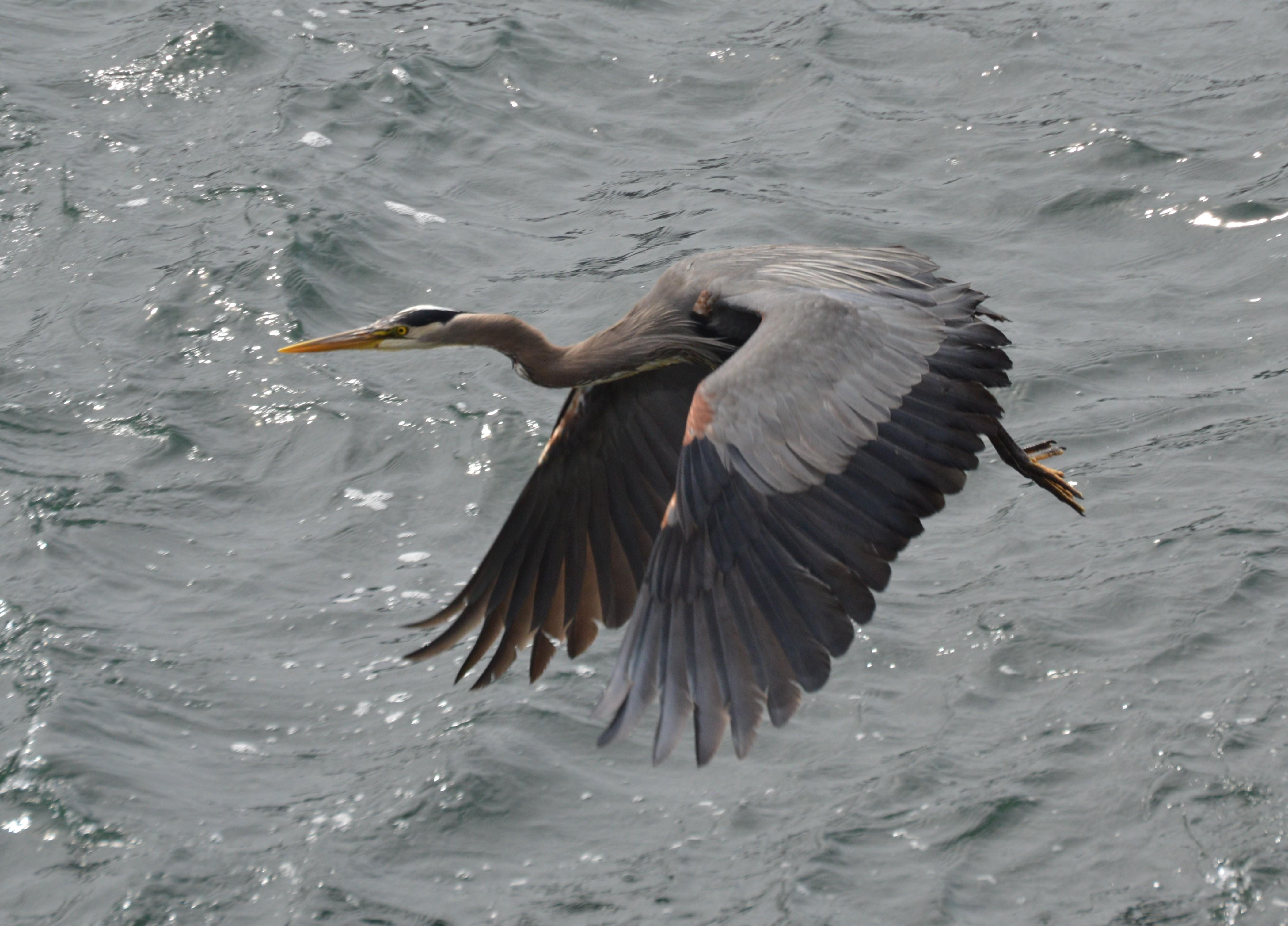 motion, animal themes, united states, anacortes, water bird, flying, one animal, 4K, nature, anhinga, water, no people, animal wing, stork, ardeidae, eating, HD Wallpaper
