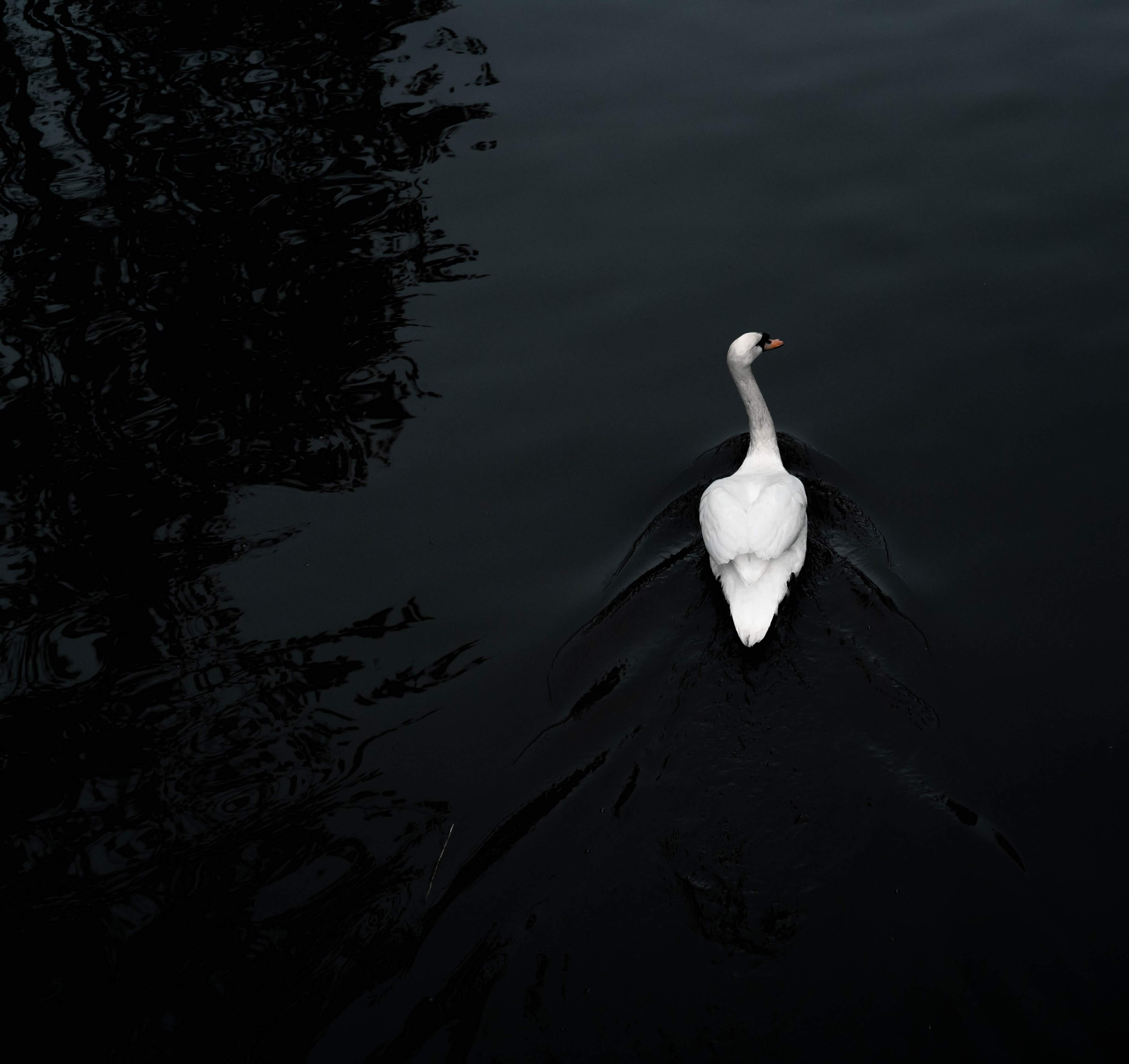 stork, tree, no people, animal neck, plant, reflection, amsterdan, ripple, day, contrast, animal, river, waterfowl, lake, swan, water, animal themes, ardeidae, HD Wallpaper