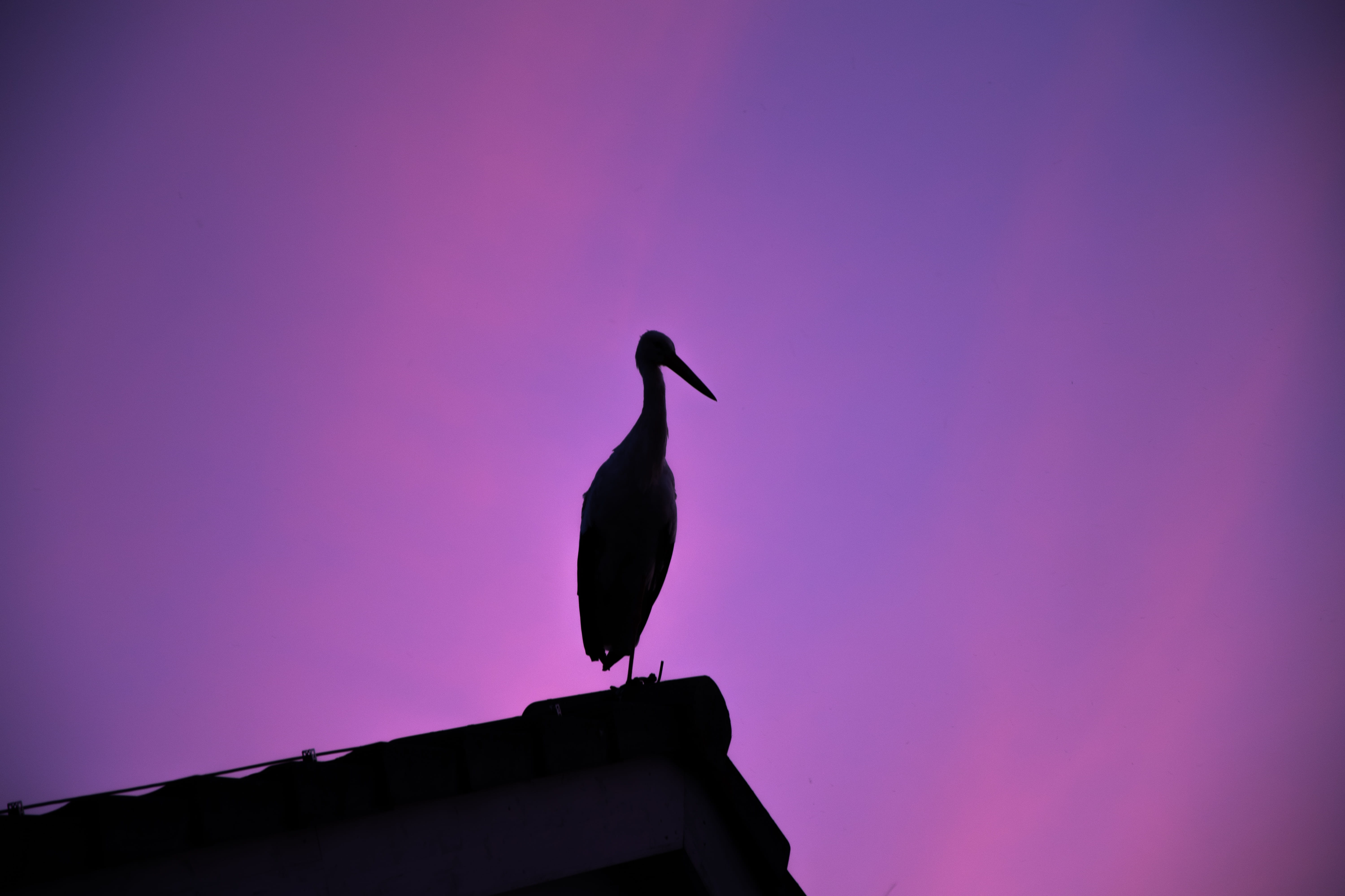 purple, heron, low angle view, animal wildlife, sunset, nature, seagull, waterfowl, bird, egret, ardeidae, vertebrate, animal, pelican, gate, outdoors, HD Wallpaper