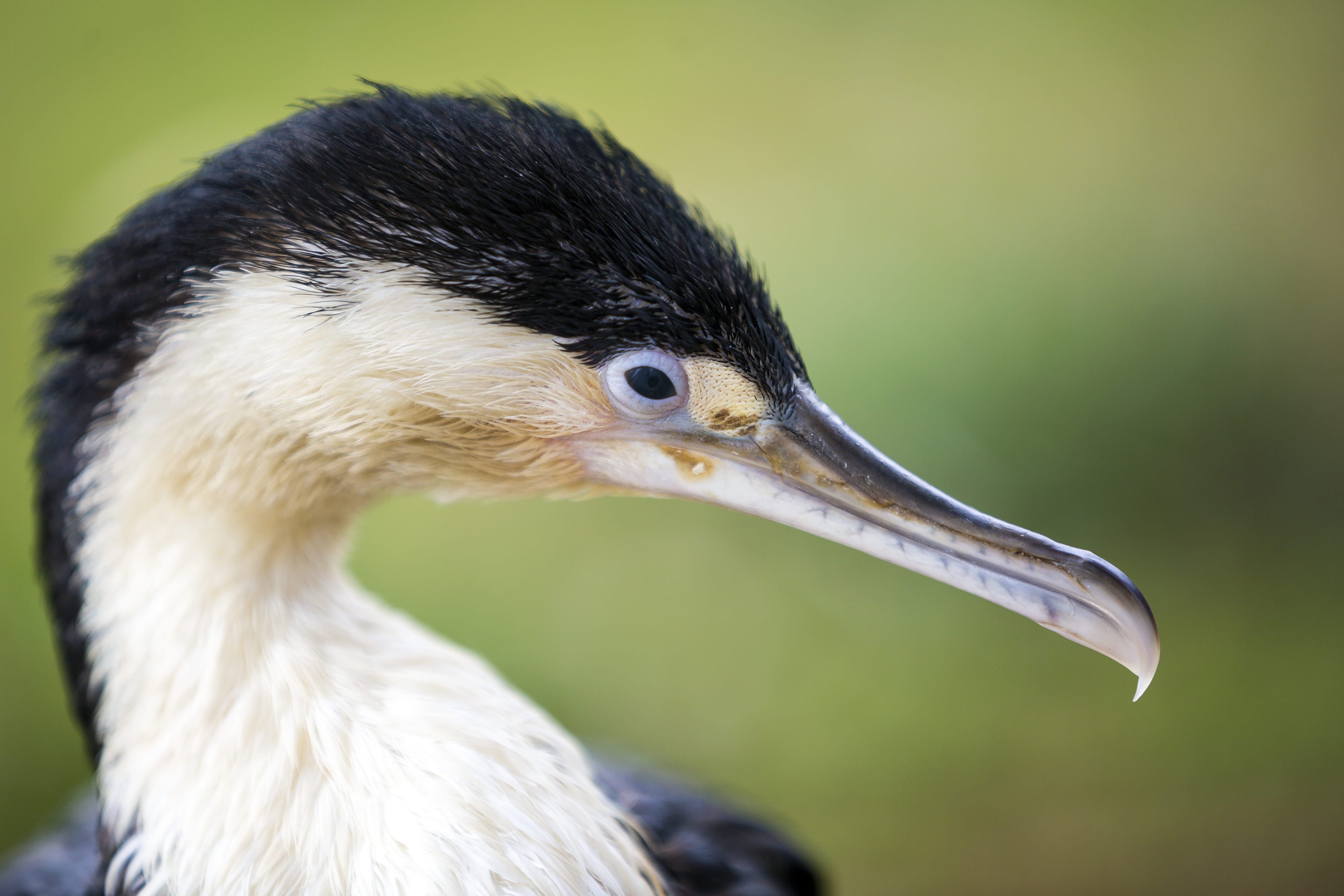 eating, new zealand birds, side view, animal body part, animal neck, food, nature, paihia, waterfowl, cormorant, shag, black, crane bird, stork, bird, animal wildlife, HD Wallpaper