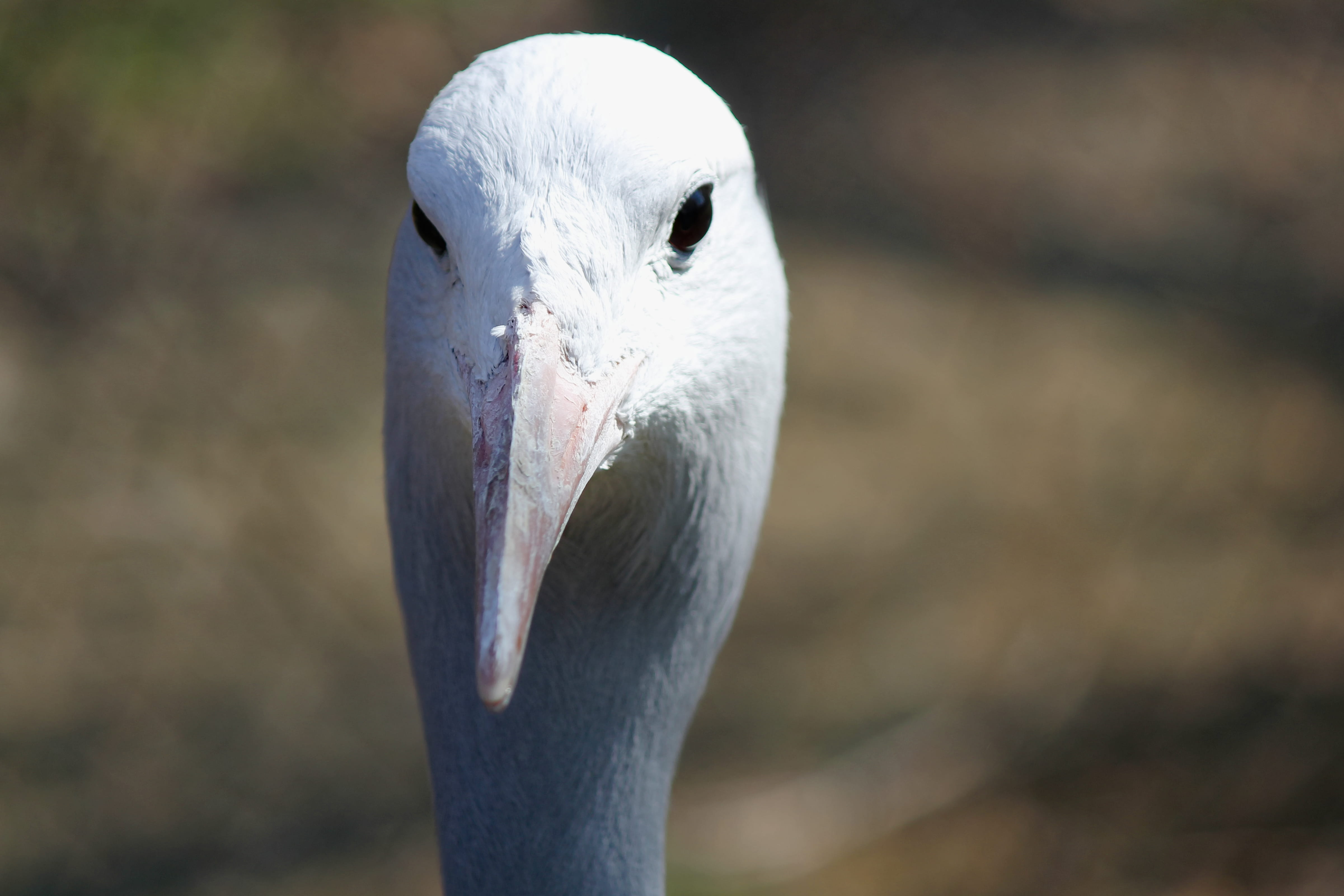 animal body part, heron, waterfowl, crane bird, animal eye, white, white color, animal, portrait, focus, egret, beak, flamingo, czech republic, penguin, HD Wallpaper