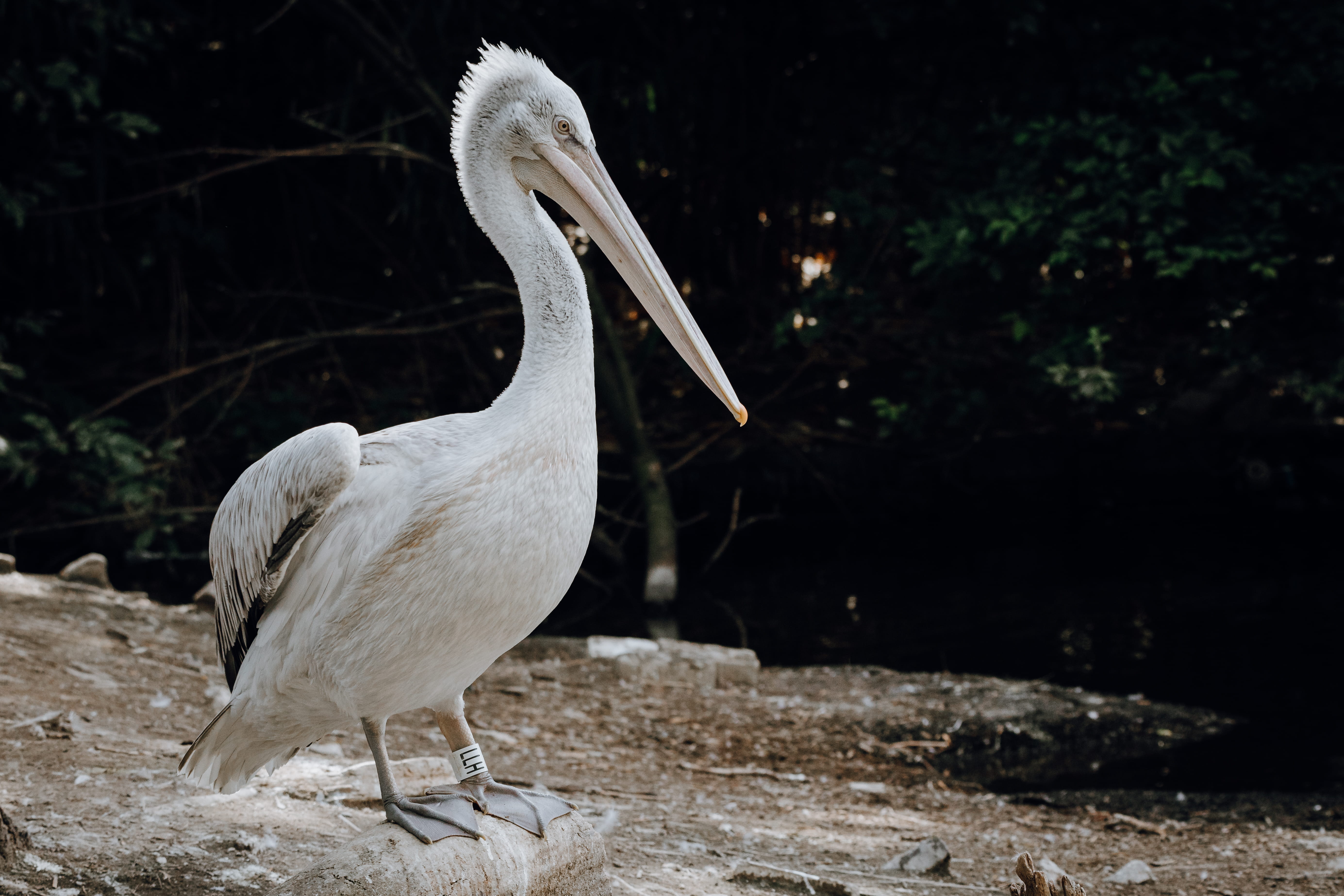 beak, booby, vulture, pottery, animal, vase, jar, waterfowl, outdoors, vertebrate, rotterdam, 5K, bird, water, nature, zoology, crane bird, animals in the wild, HD Wallpaper
