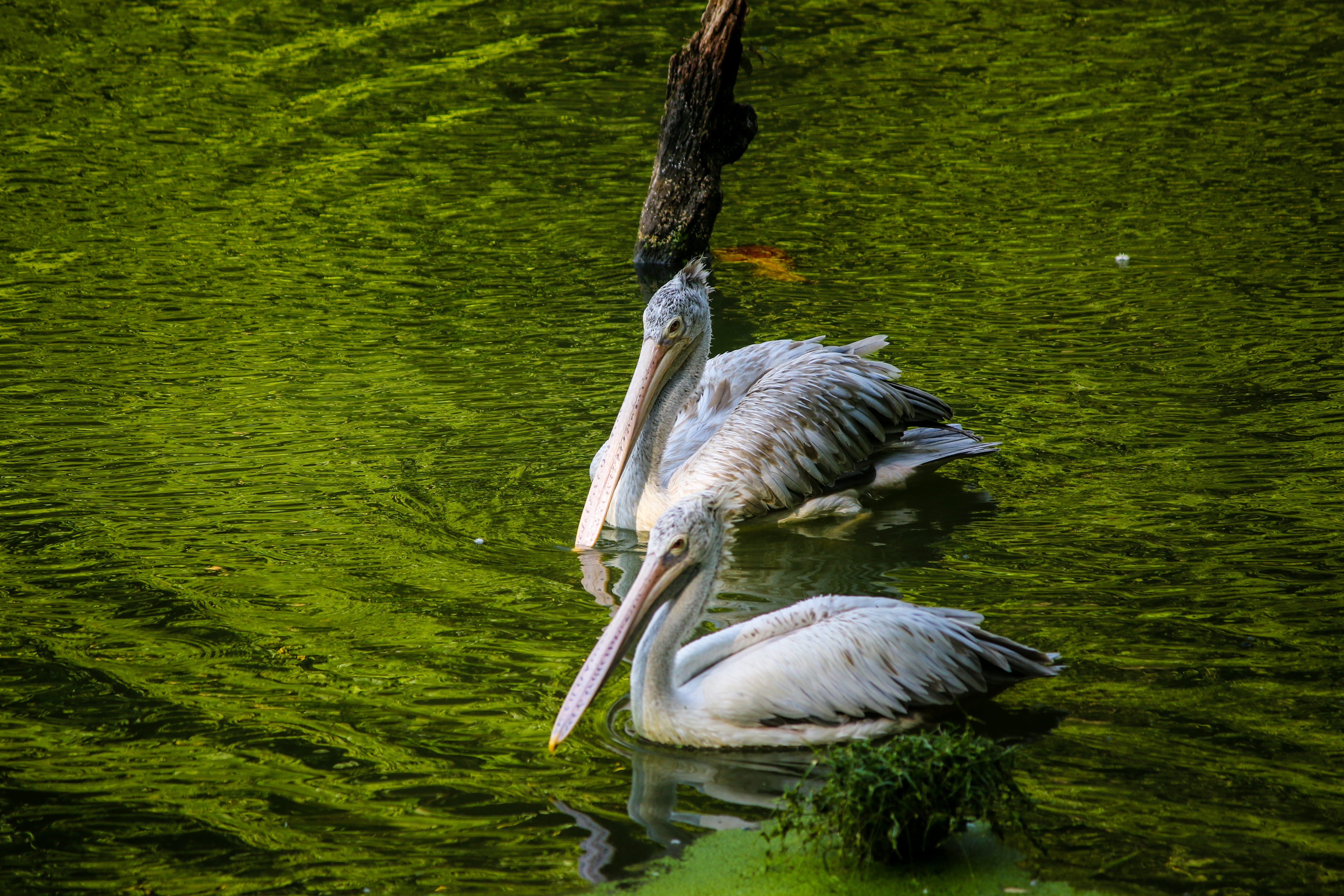 lake, green color, animal neck, swimming, animals in the wild, animal family, crane bird, high angle view, long, animal, 5K, beaks, animal themes, waterfront, HD Wallpaper