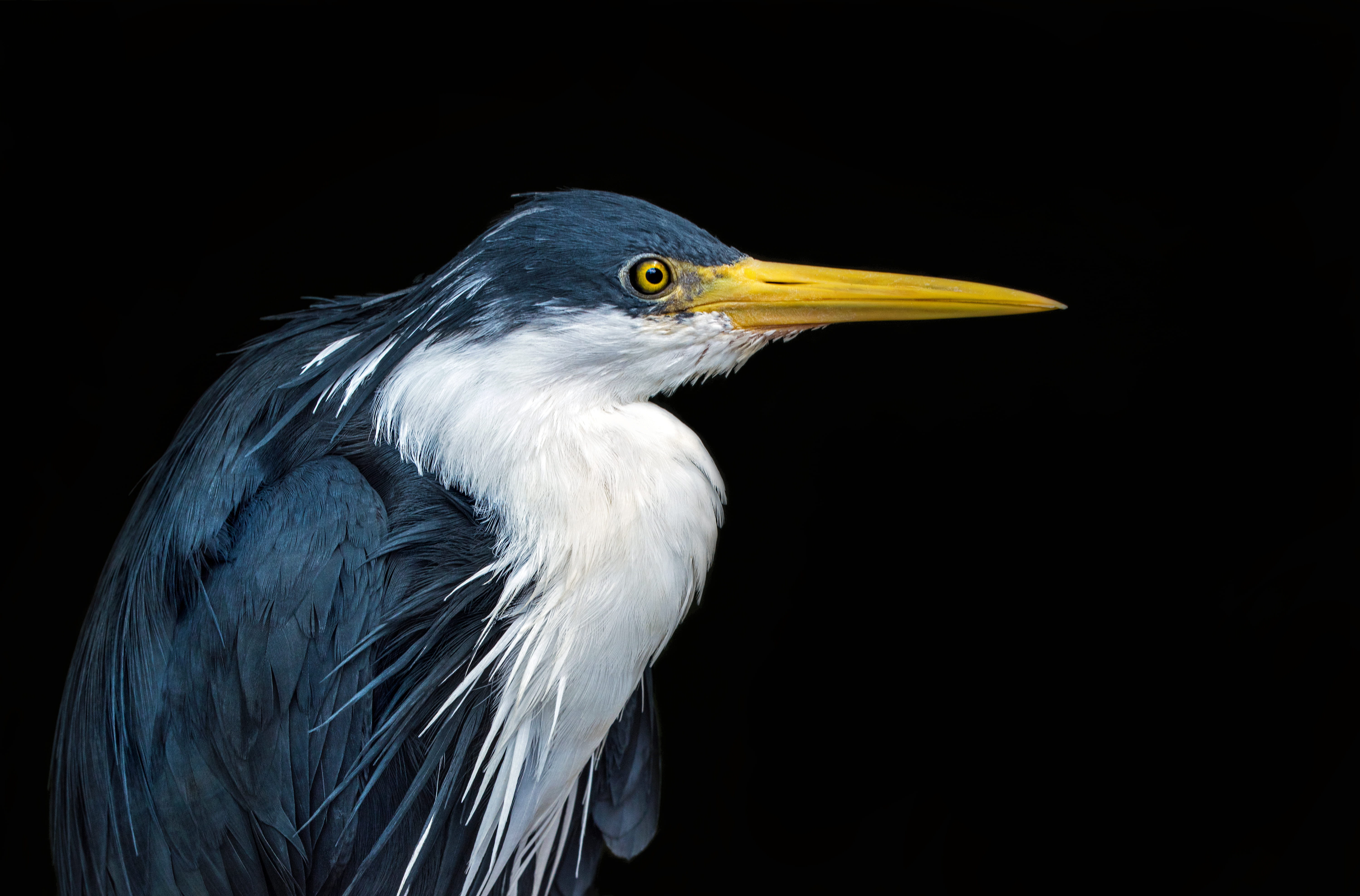 looking, 5K, waterfowl, anhinga, ardeidae, feathers, pied egret, blue, animal wildlife, animal, david clode, yellow, outdoors, great, no people, studio shot, HD Wallpaper