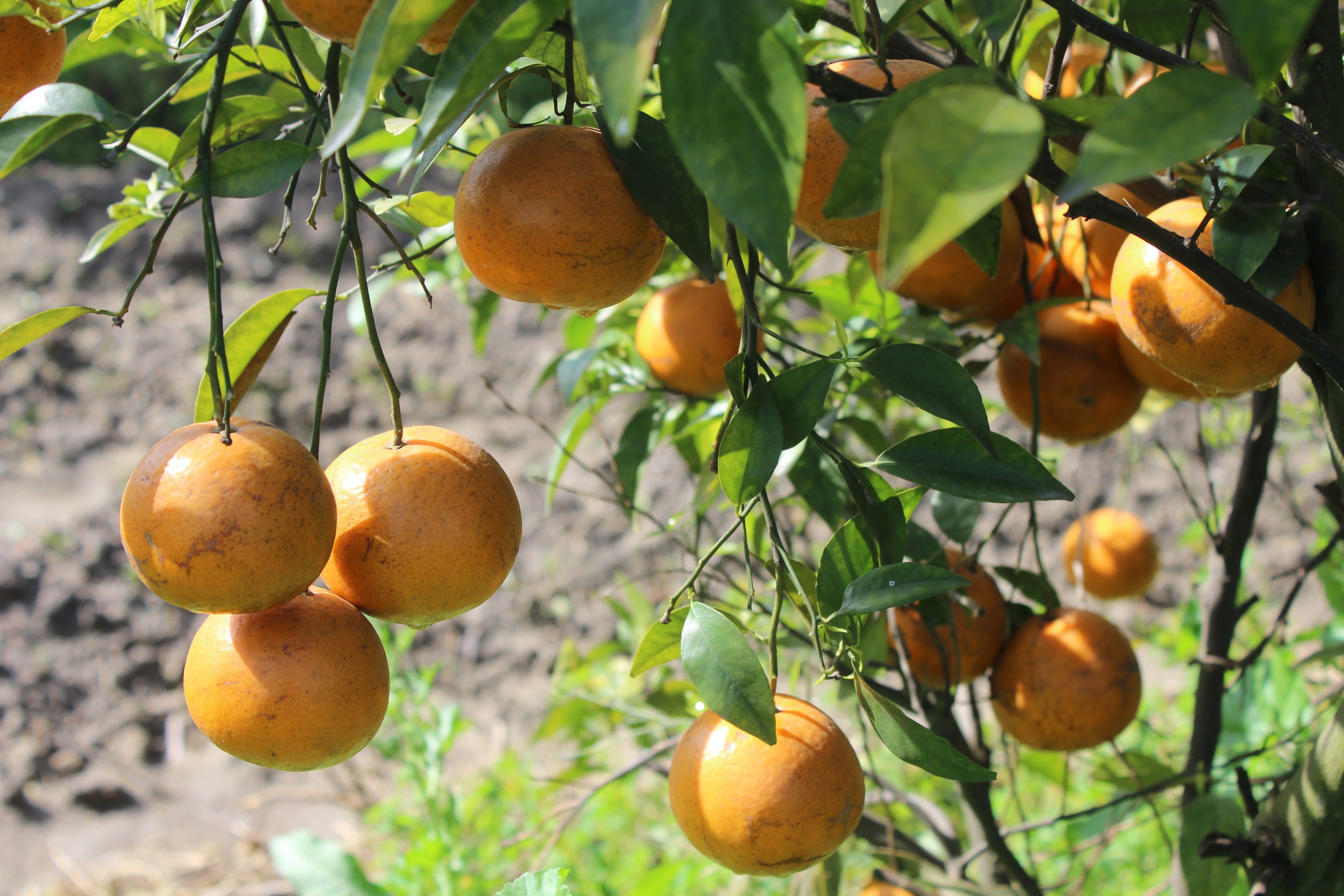 nature, food and drink, citrus fruit, outdoors, 5K, tree, wellbeing, orange color, close-up, juice, ripe, patiala, growth, no people, green, plant part, HD Wallpaper