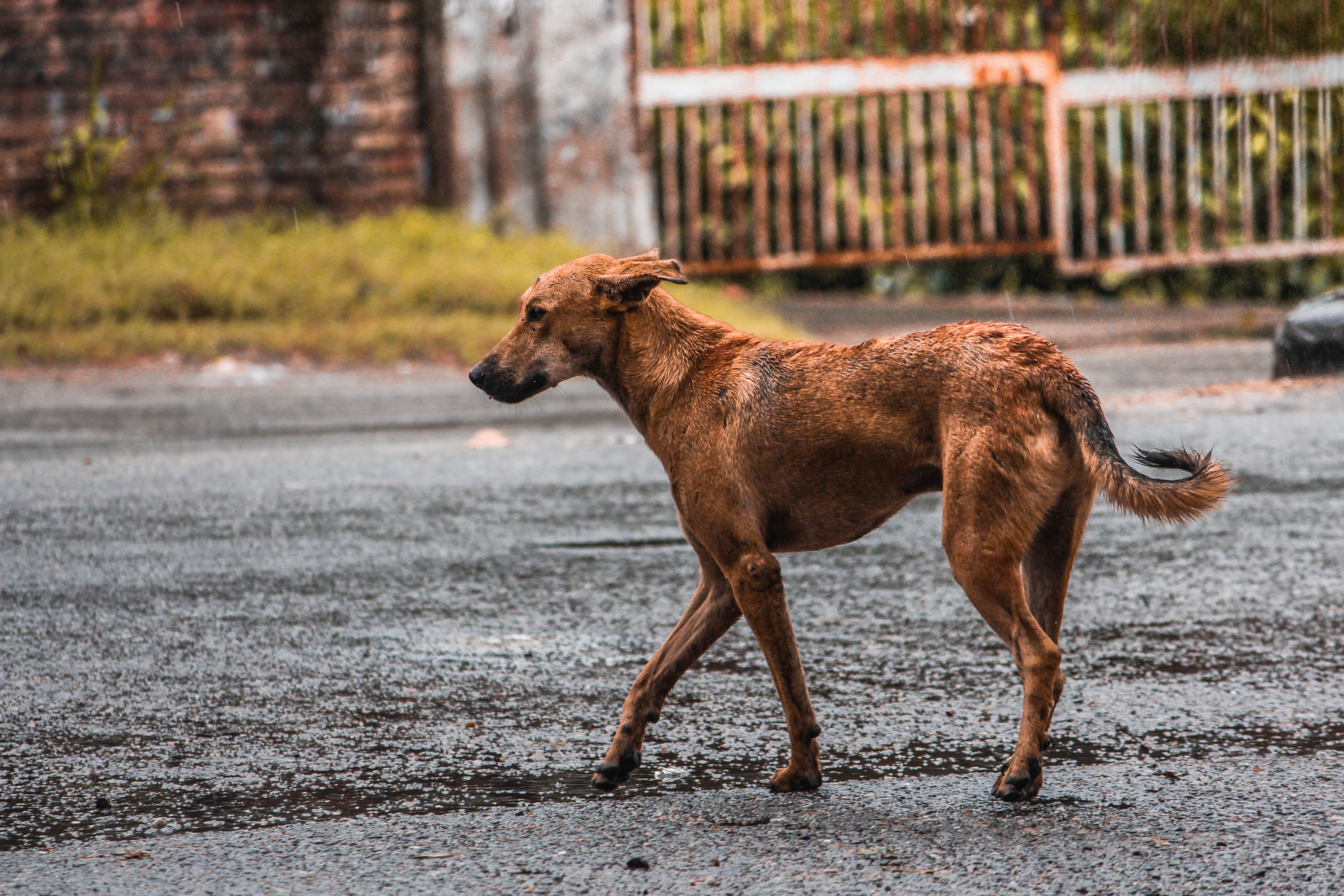 footpath, rain, one animal, wildlife, pets, water, full length, no people, animal, domestic animals, outdoors, mammal, 5K, patiala, road, canine, fox, HD Wallpaper