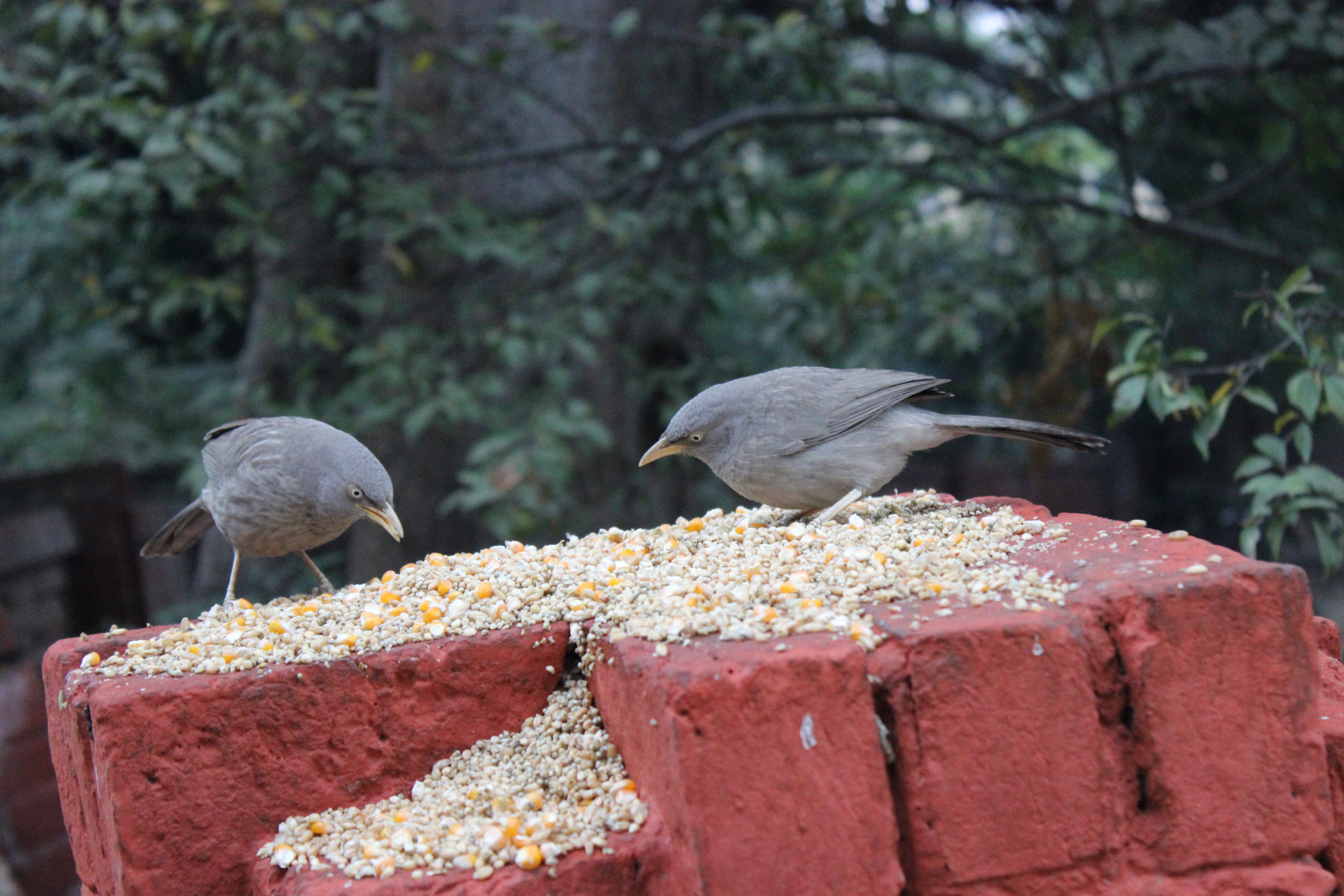 wheat, baradari garden, two animals, close-up, nature, tree, 5K, no people, food, perching, eating, focus on foreground, animal wildlife, vertebrate, animal, HD Wallpaper