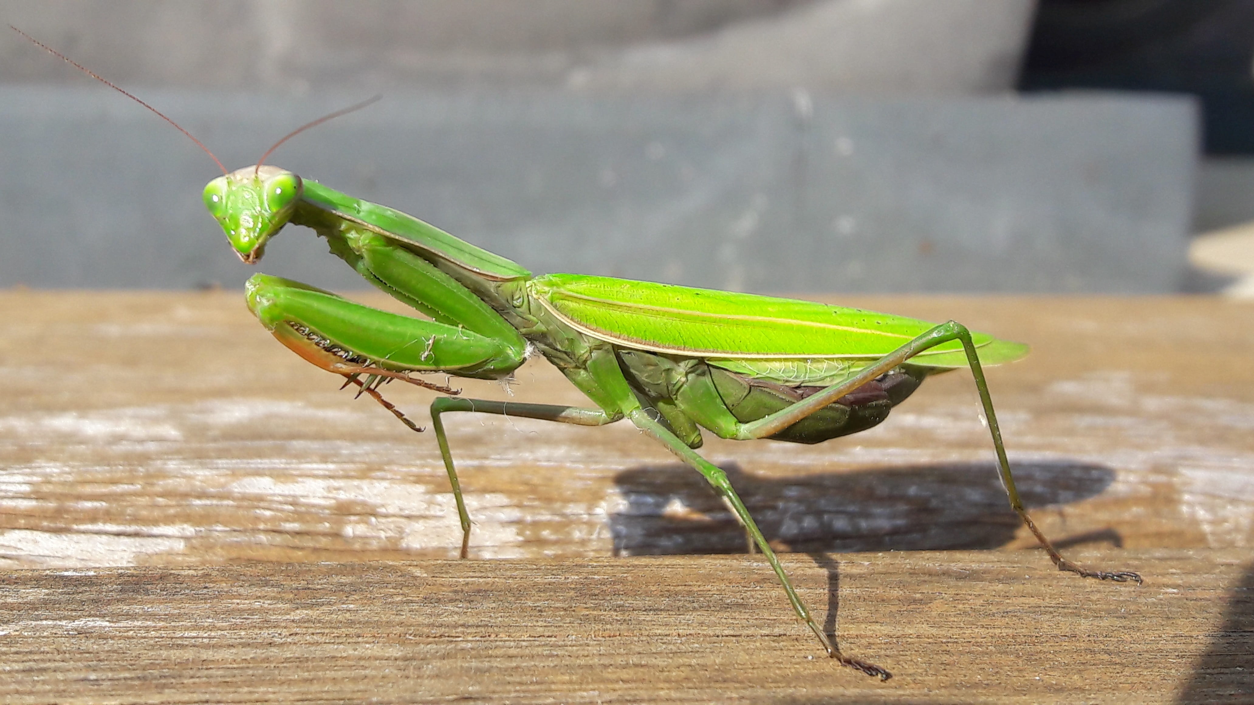 animal body part, God, green, animal Antenna, animal wildlife, praying Mantis, Animals, invertebrate, arthropod, day, Insect, green color, animal themes, HD Wallpaper