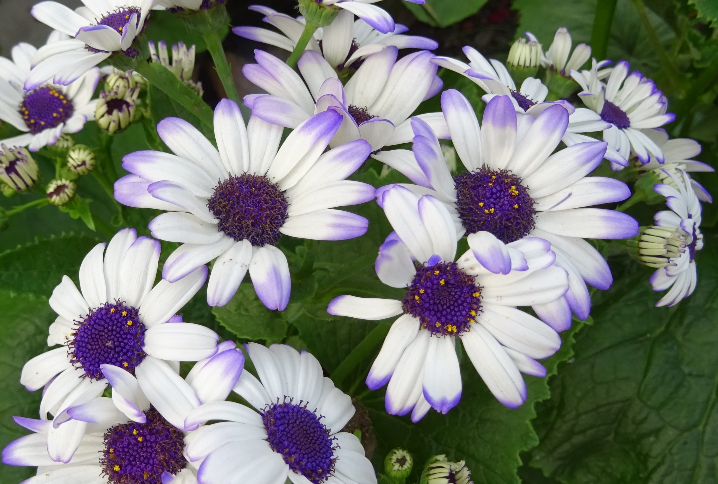 inflorescence, garden, flower, kolkata, purple, no people, outdoors, springtime, beauty in nature, seasonal, osteospermum, freshness, fragility, close-up, HD Wallpaper