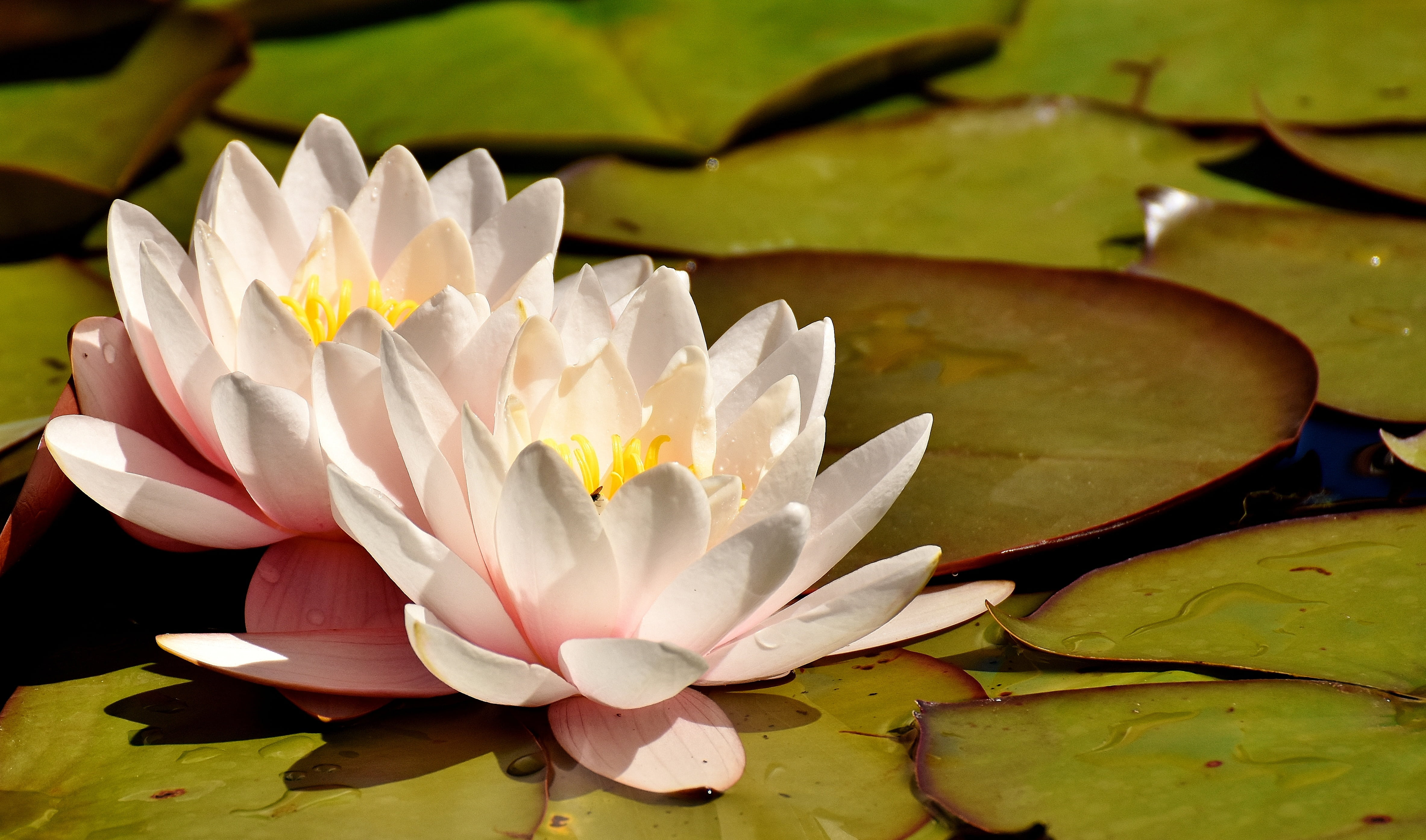 bloom, growth, pink, flower Head, white, no people, plant, pollen, water lilies, lake, floating, body, leaves, nature, flower, fragility, petal, water, HD Wallpaper