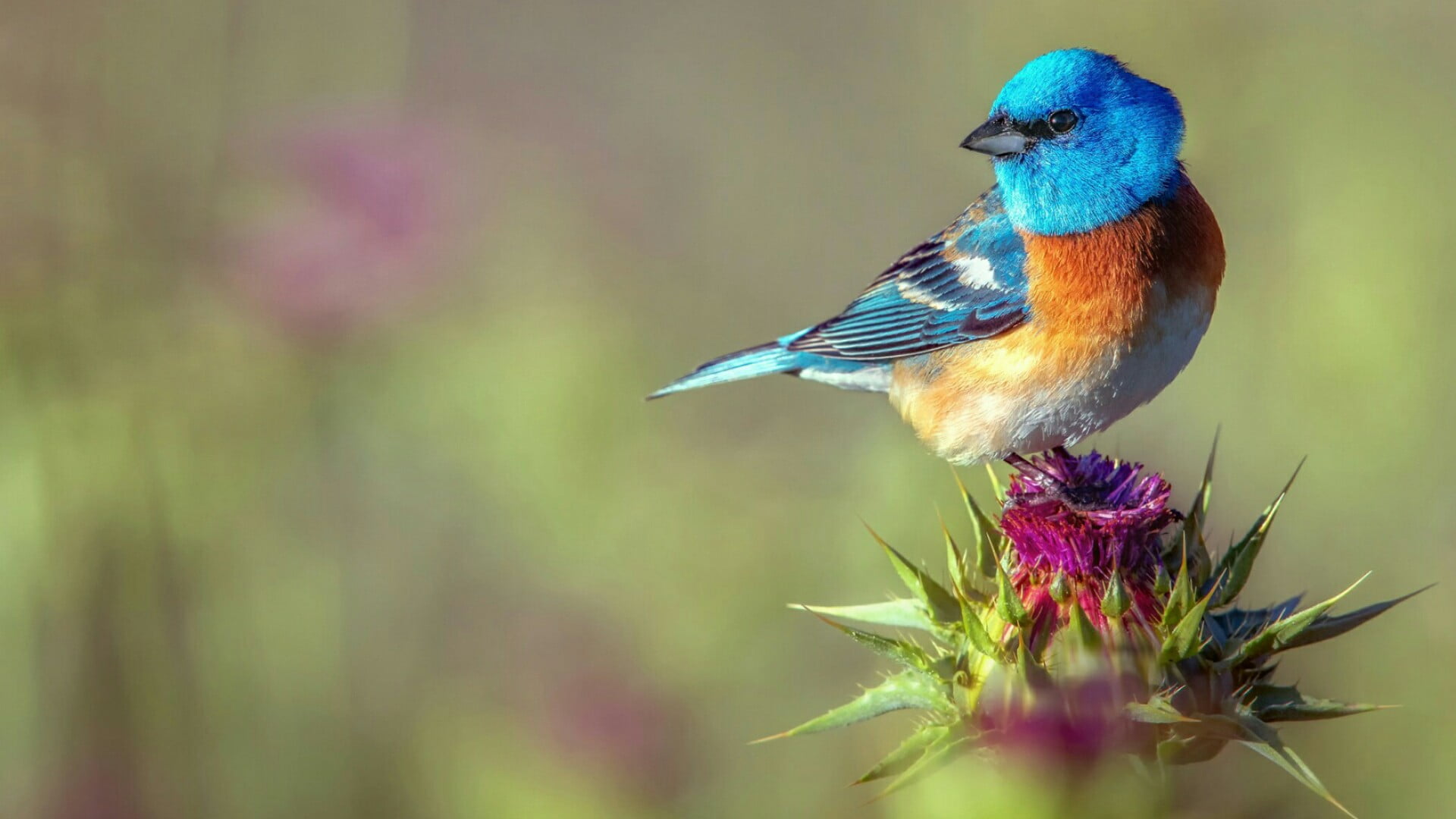 close-up, purple, vertebrate, animal themes, fauna, 1080P, animal, beauty in nature, flowering plant, multi colored, selective focus, focus on foreground, HD Wallpaper