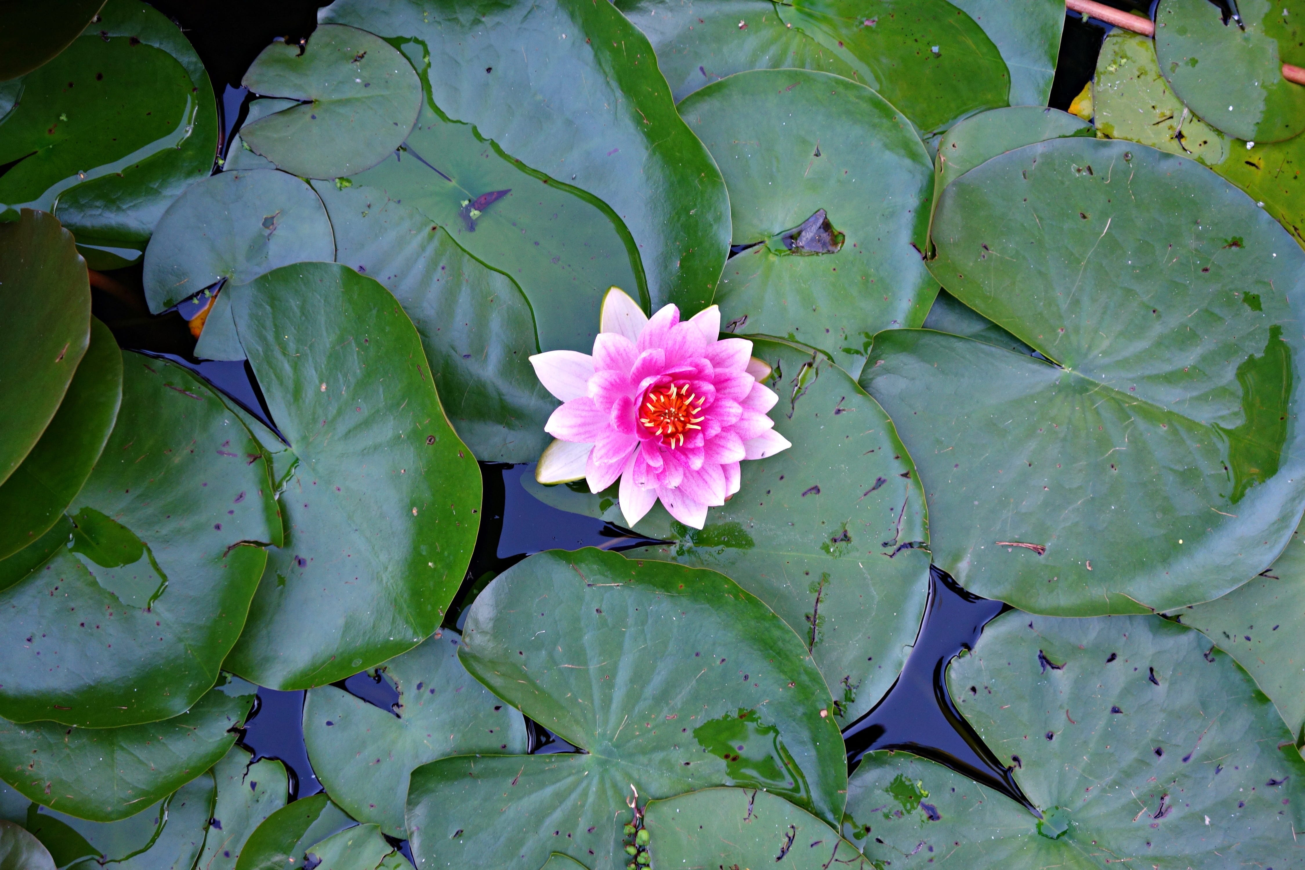 pond, flowering plant, lily, pollen, water, beauty in nature, plant part, summer, water lily, green color, close-up, fragility, freshness, pink color, flower, HD Wallpaper