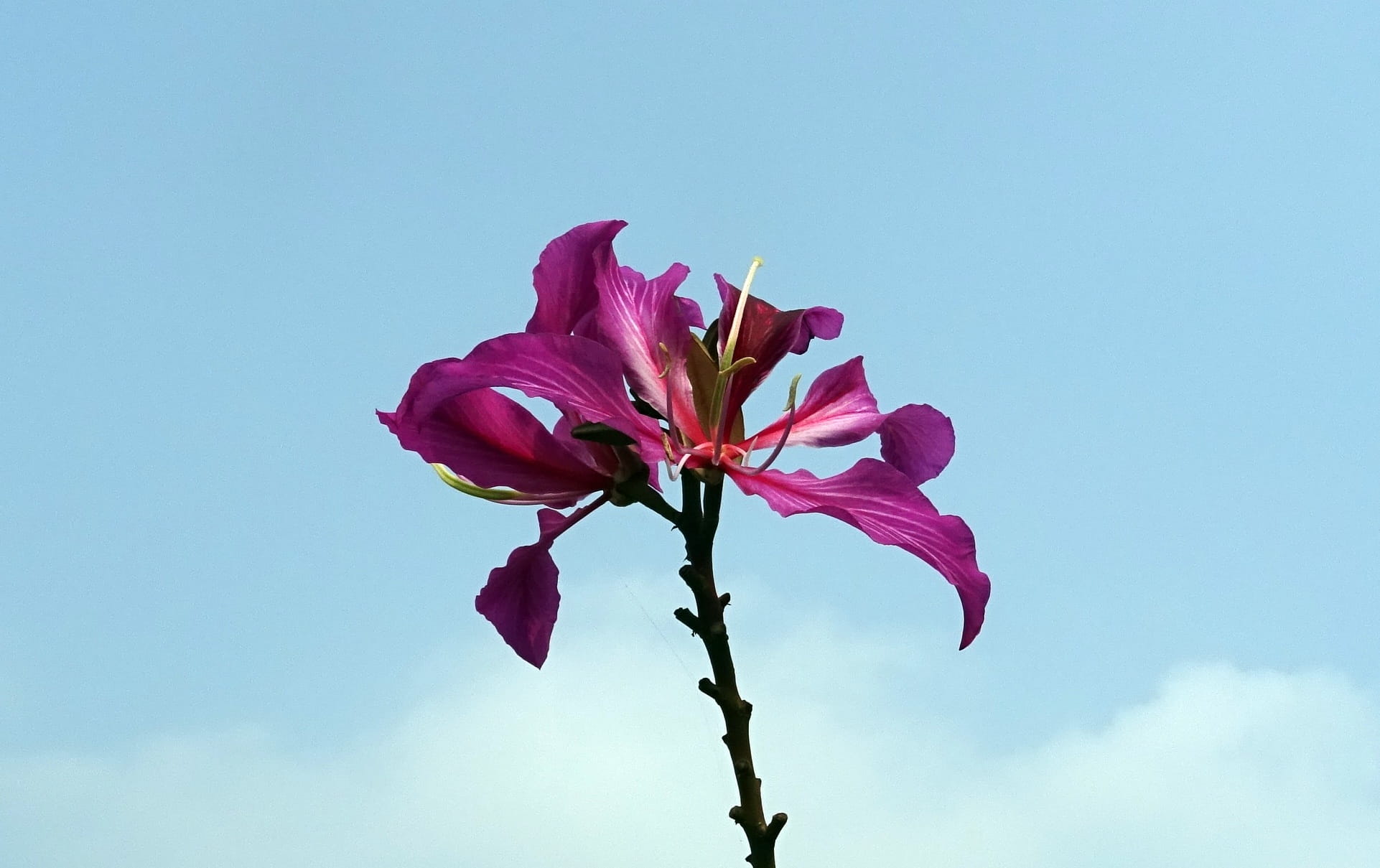 nature, flower head, kolkata, bauhinia purpurea, springtime, outdoors, softness, 1080P, freshness, close-up, Purple, vulnerability, flora, petal, beauty in nature, HD Wallpaper