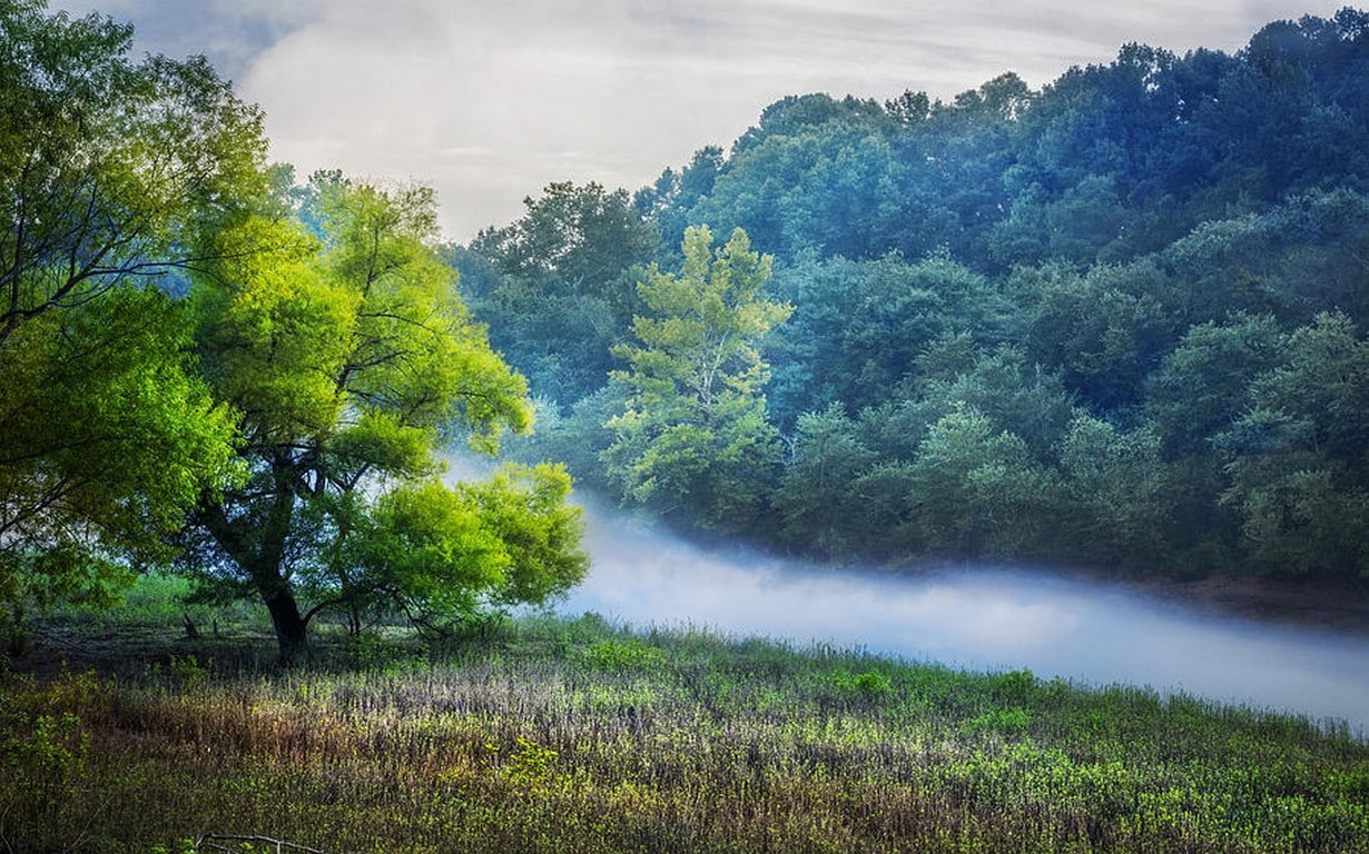 tree, trees, beauty in nature, non-urban scene, sky, fog, cloud - sky, daylight, grass, 480P, mist, plant, woodland, growth, landscape, tranquil scene, HD Wallpaper