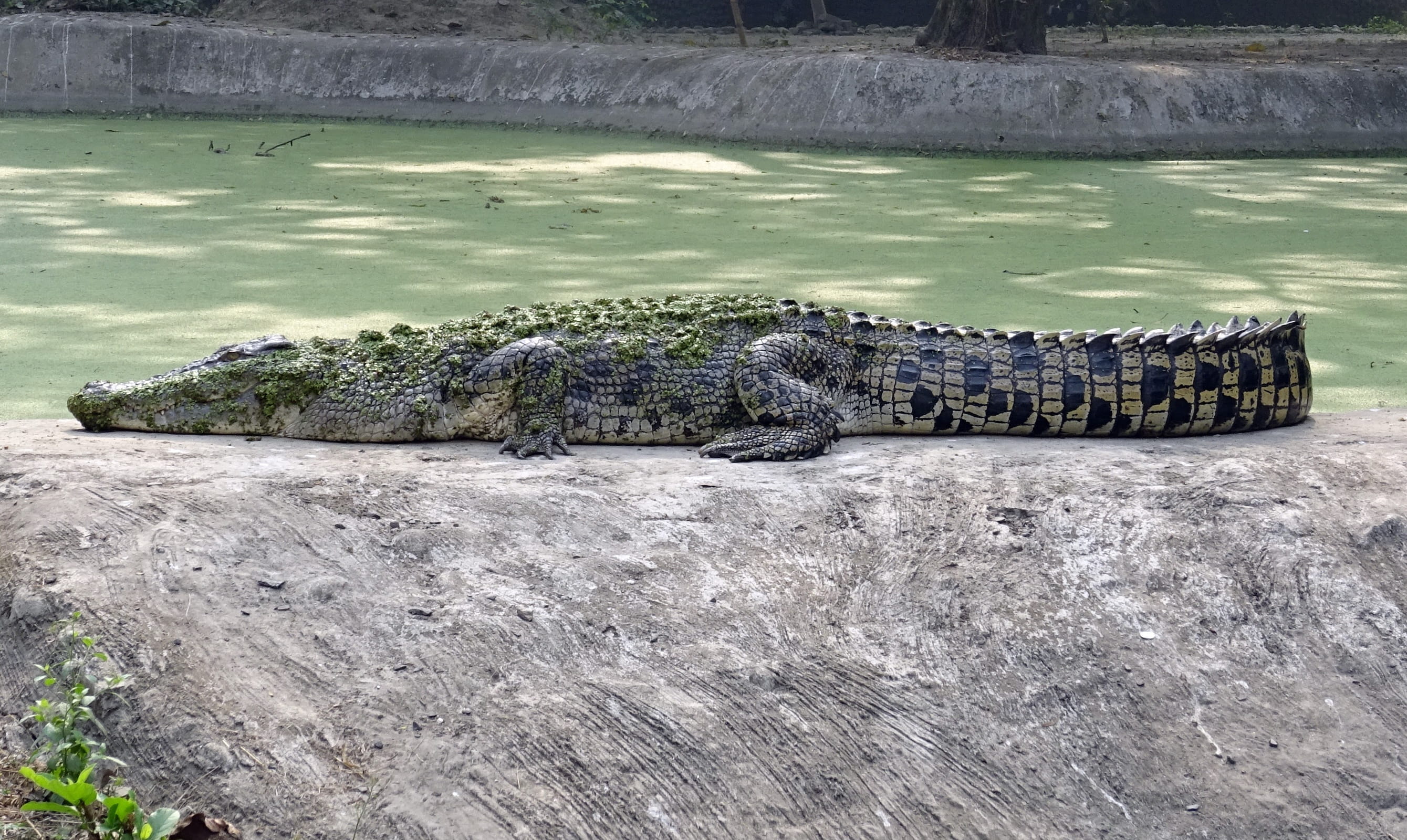 vertebrate, outdoors, sign, resting, one animal, animal, india, carnivore, kolkata, river, alligator, animals hunting, day, aquatic, Estuarine, water, nature, HD Wallpaper