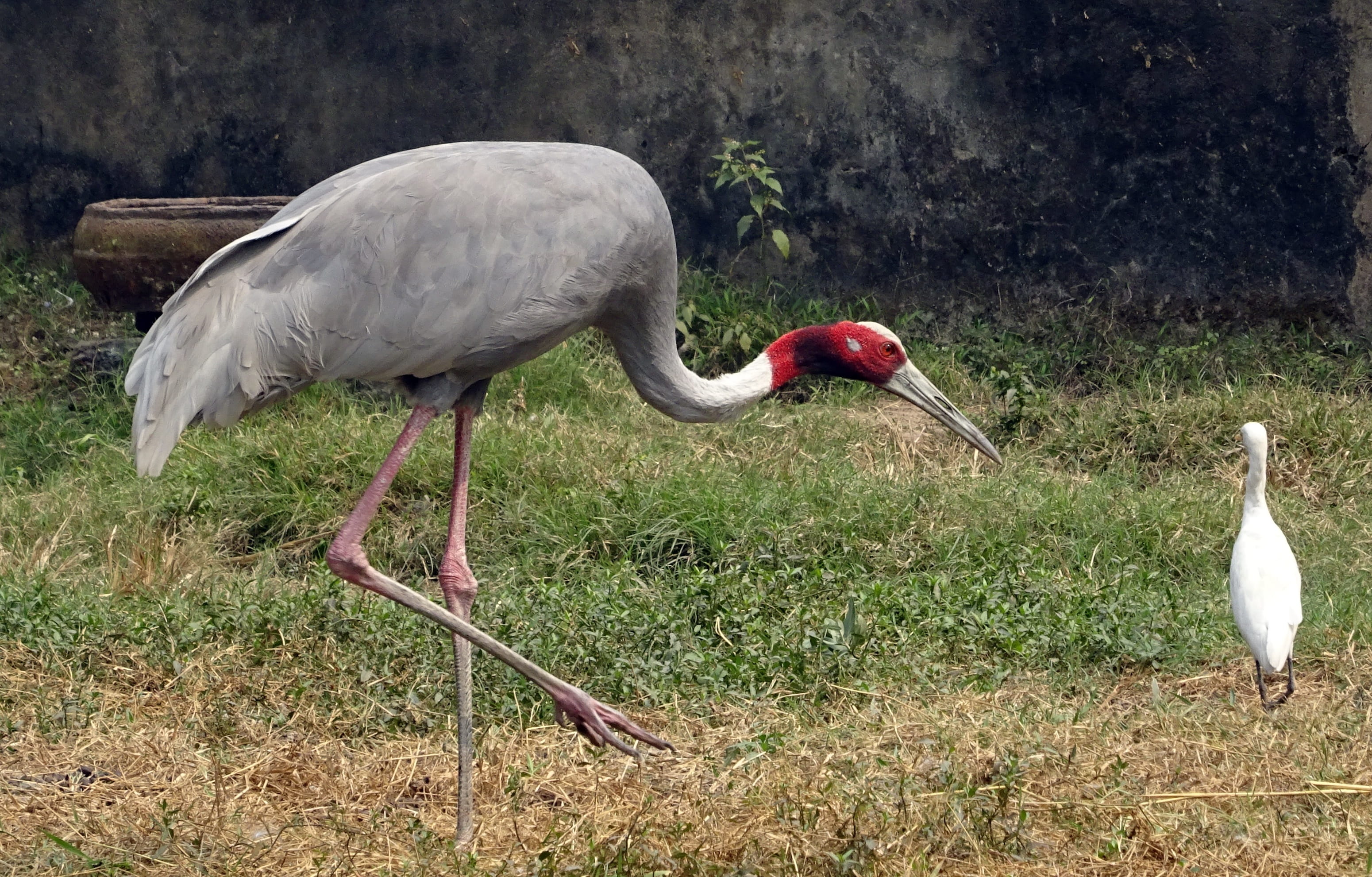 crane - bird, grus, animal, land, plant, animal themes, migrator, no people, grass, beak, animals in the wild, vertebrate, endangered, animal wildlife, HD Wallpaper