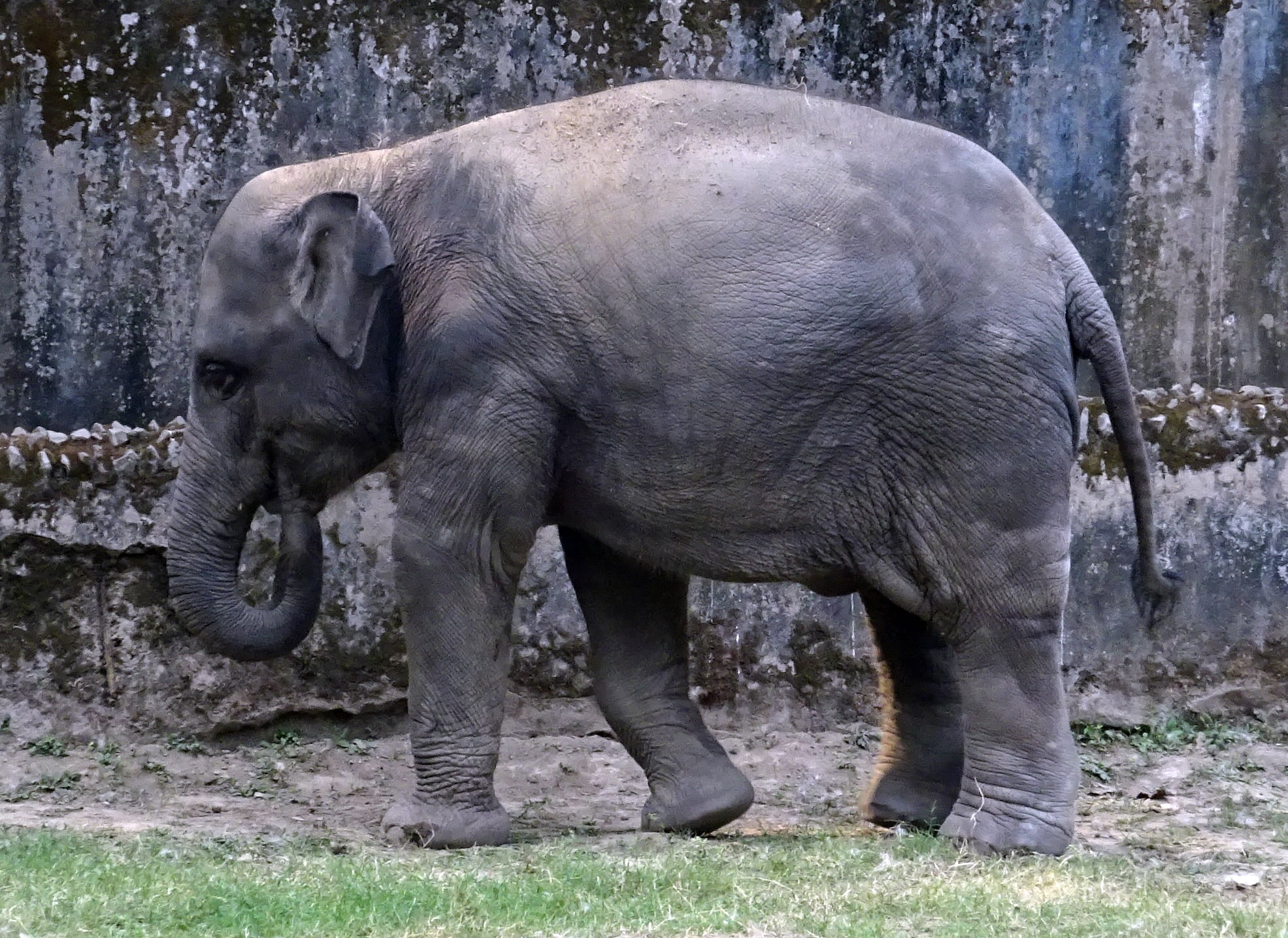 vertebrate, one animal, zoo, elephant, plant, nature, herbivorous, 1080P, animal wildlife, mammal, day, kolkata, standing, animal, no people, wildlife, HD Wallpaper