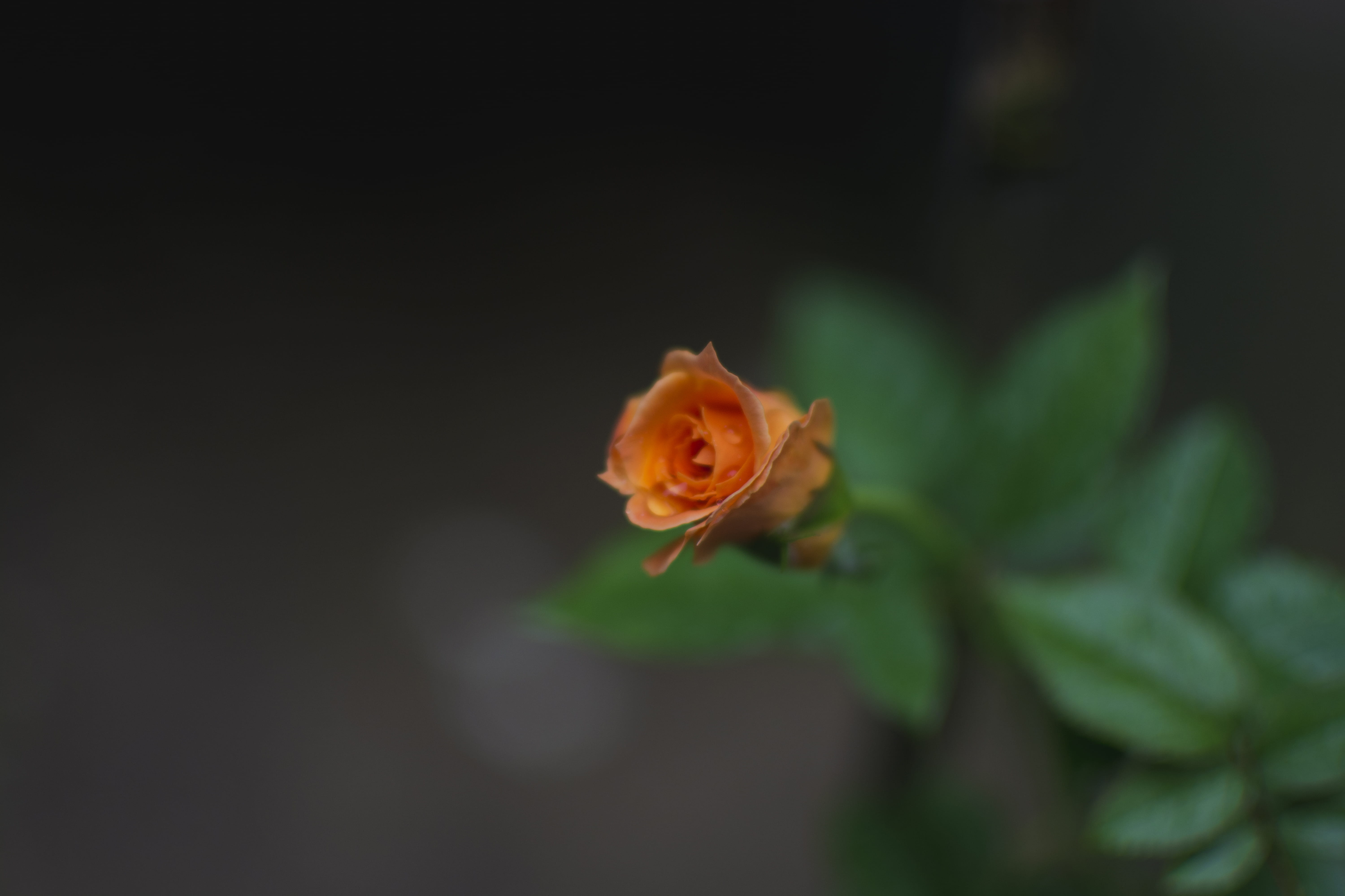 close-up, growth, vulnerability, natural, bud, small rose, leaf, nature, innocence, inflorescence, plant part, outdoors, plant, green, no people, 5K, outdoor, HD Wallpaper