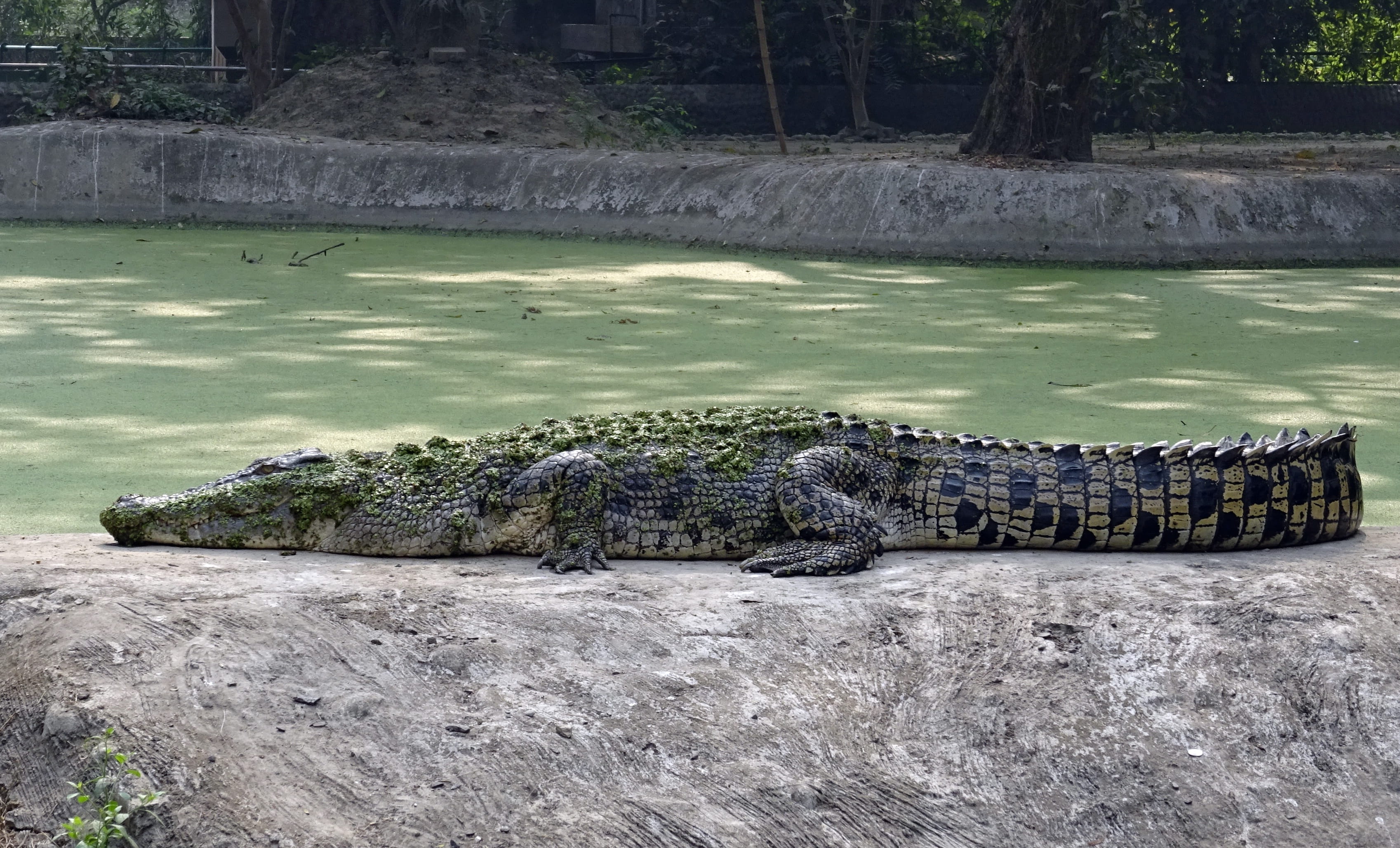animals in the wild, 2K, predator, croc, animal, Estuarine, reptile, vertebrate, warning sign, alligator, india, no people, river, outdoors, zoo, day, HD Wallpaper