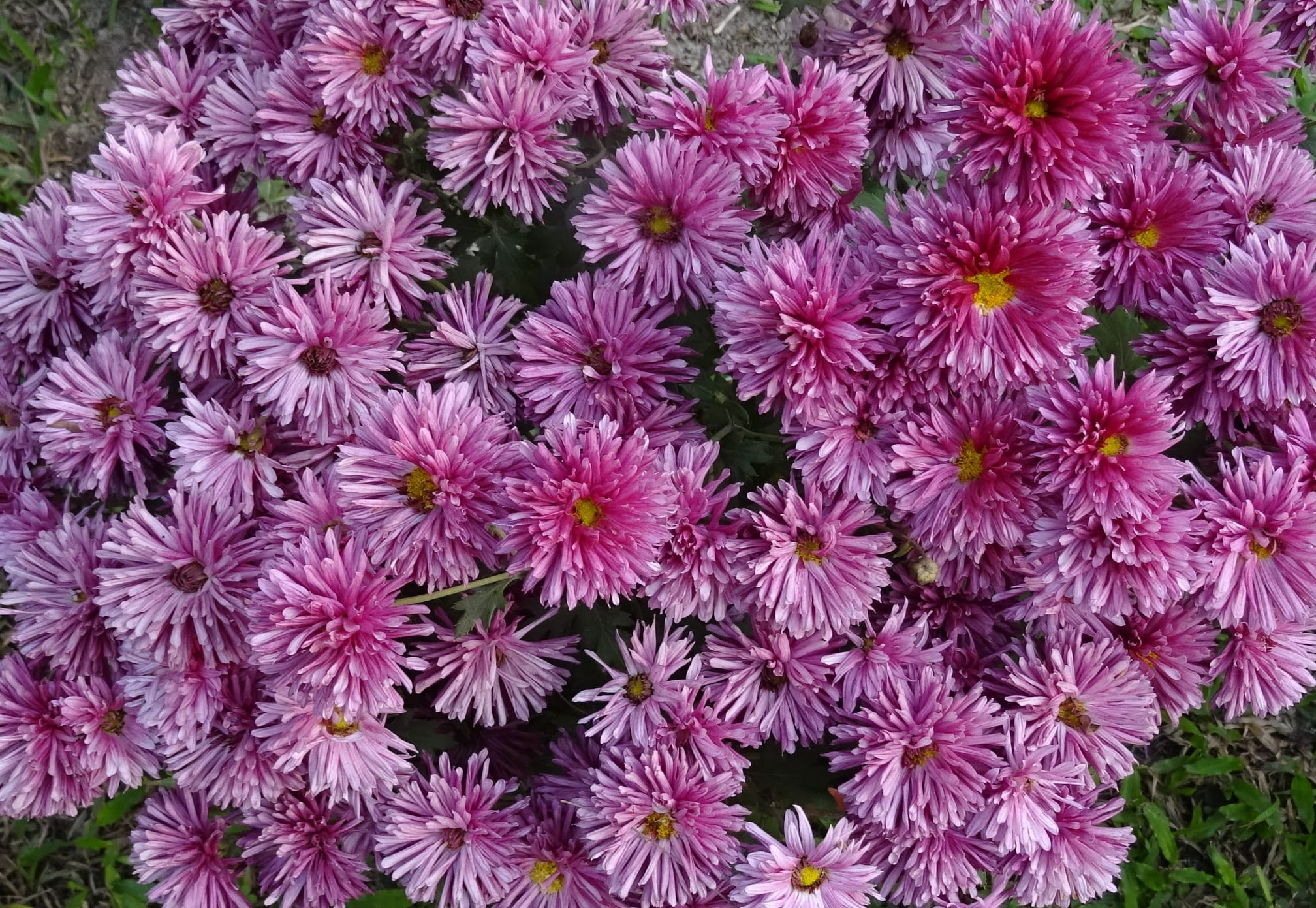 sevanthi, vulnerability, purple, outdoors, backgrounds, pink color, full frame, petal, blossom, growth, nature, india, freshness, kolkata, flora, no people, HD Wallpaper