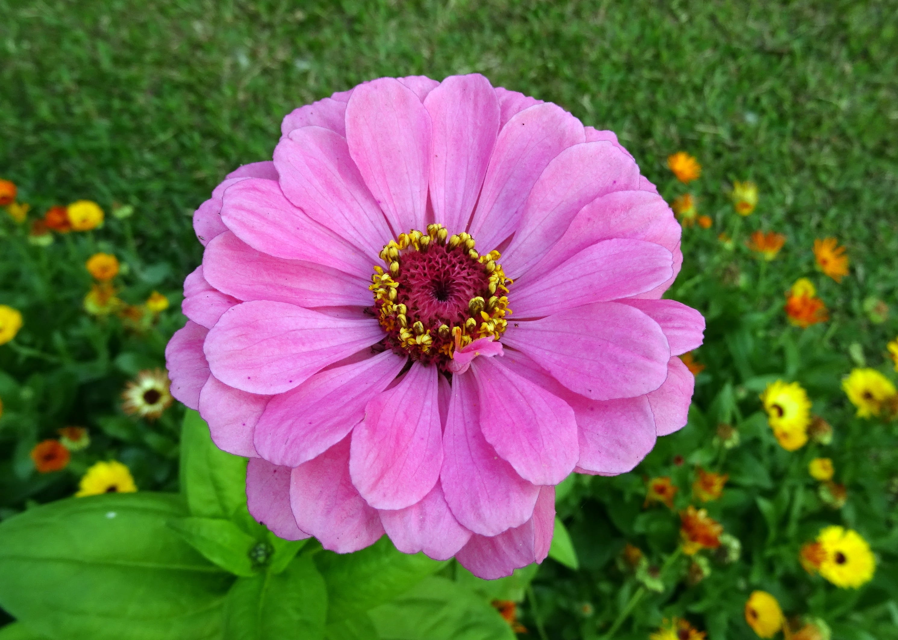 fragility, growth, focus on foreground, annual, india, pollen, day, beauty in nature, vulnerability, 2K, Flower, no people, flower, petal, blossom, Zinnia, HD Wallpaper