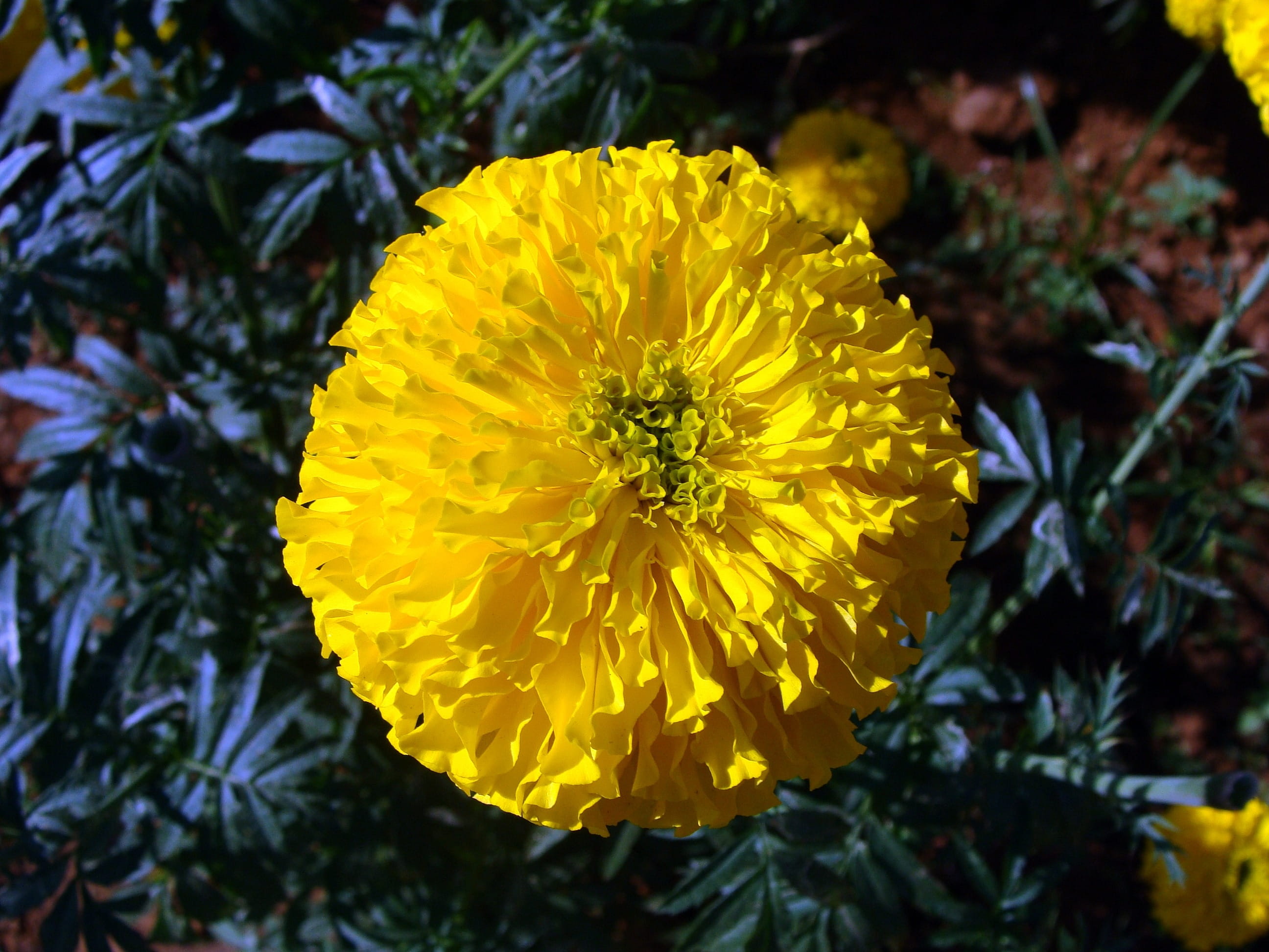 bloom, india, focus on foreground, flora, no people, flower head, petal, annual, day, Yellow, Marigold, close-up, garden, inflorescence, vulnerability, HD Wallpaper