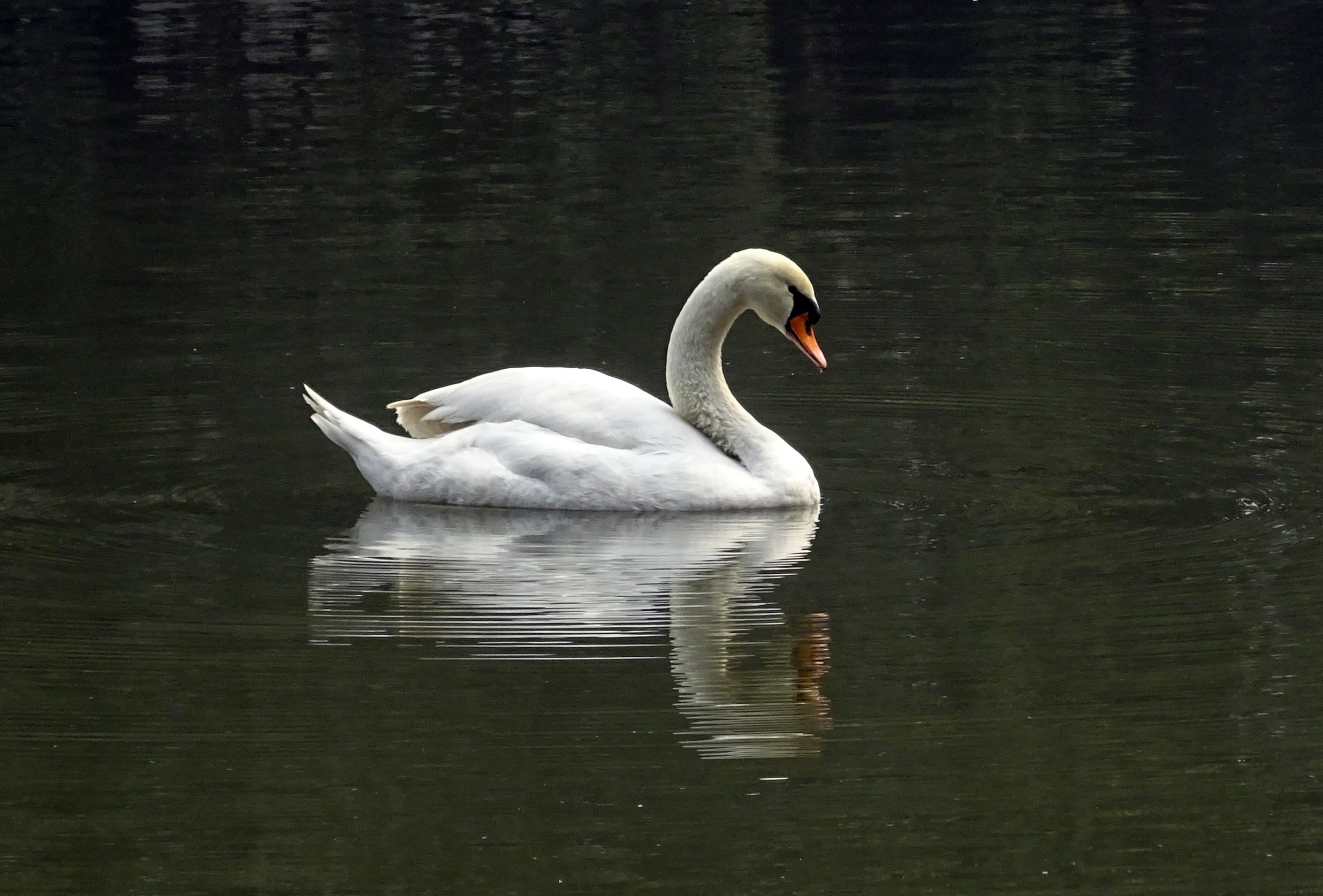 white, floating on water, animal themes, vertebrate, kolkata, beauty in nature, reflection, nature, duck, animal, waterfront, no people, animal wildlife, HD Wallpaper
