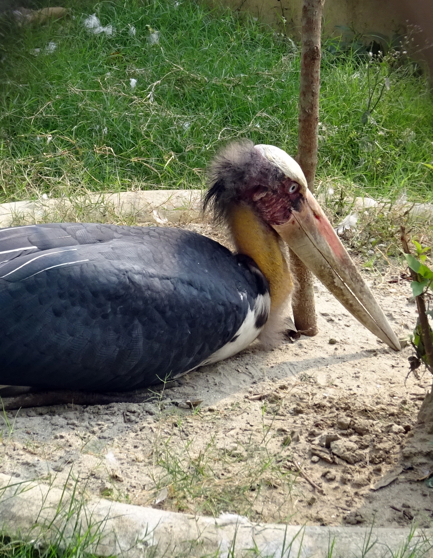 vertebrate, animal themes, animal wildlife, stork, plant, india, animal, one animal, animals in the wild, zoo, nature, duck, outdoors, sunlight, 1080P, Phone HD Wallpaper