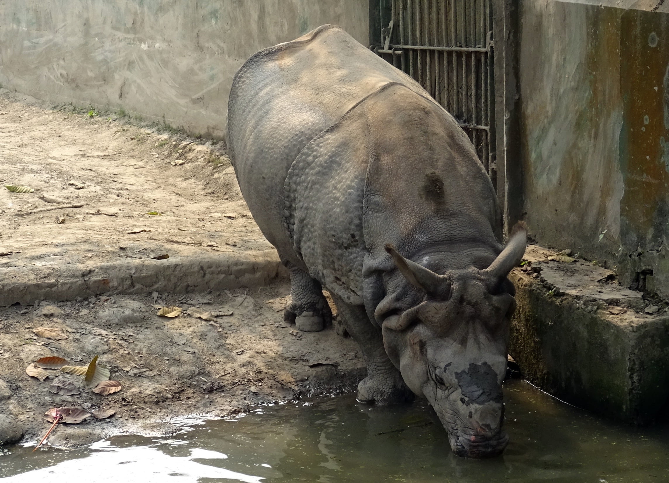 animals in captivity, rhinoceros, unicornis, mammal, endangered, drinking, zoo, animal, india, lake, rhino, relaxation, water, wild, 1080P, kolkata, wildlife, HD Wallpaper