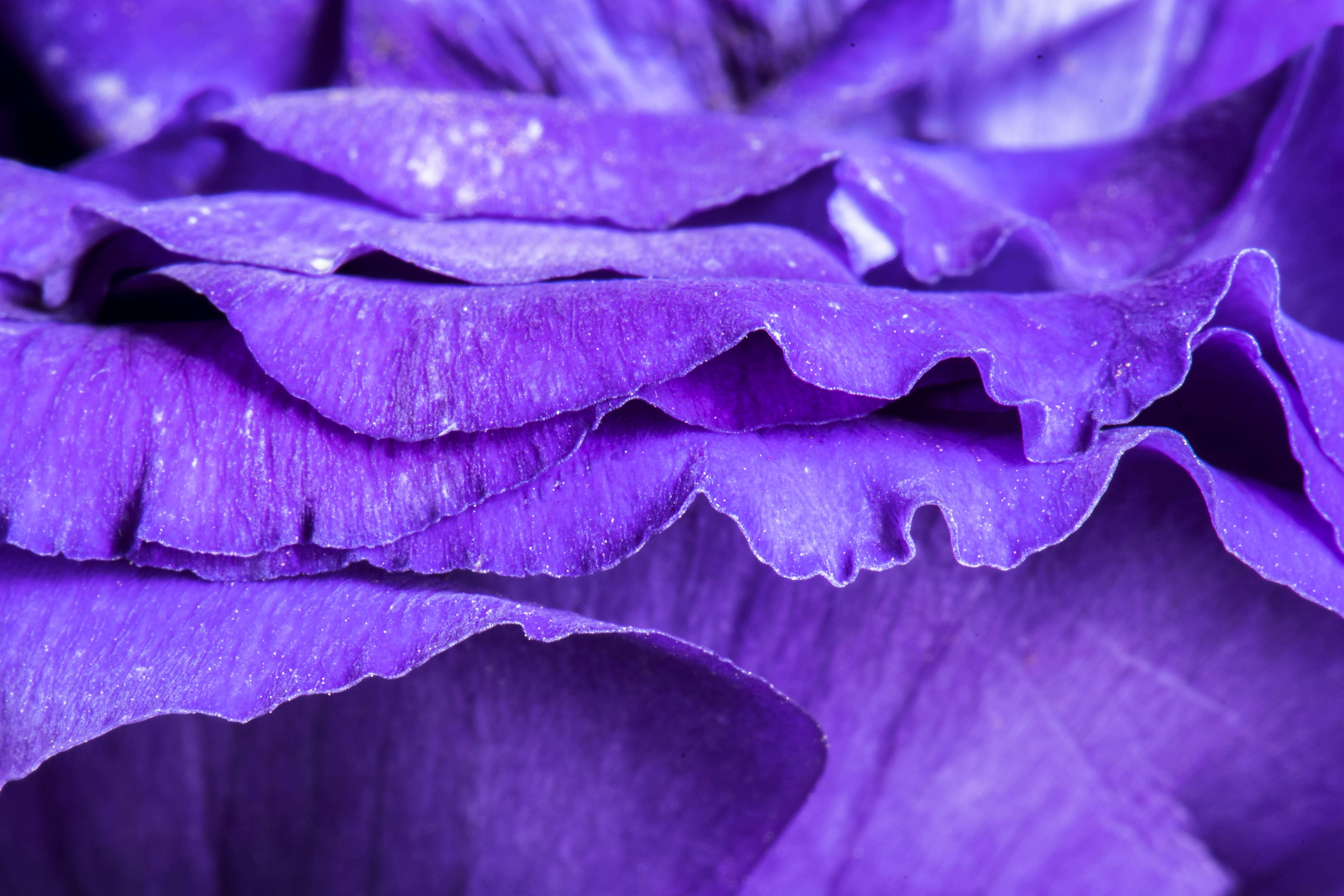petal, close-up, pink color, fragility, flower head, petals, plant, layers, focus on foreground, vulnerability, backgrounds, freshness, fill the frame, HD Wallpaper