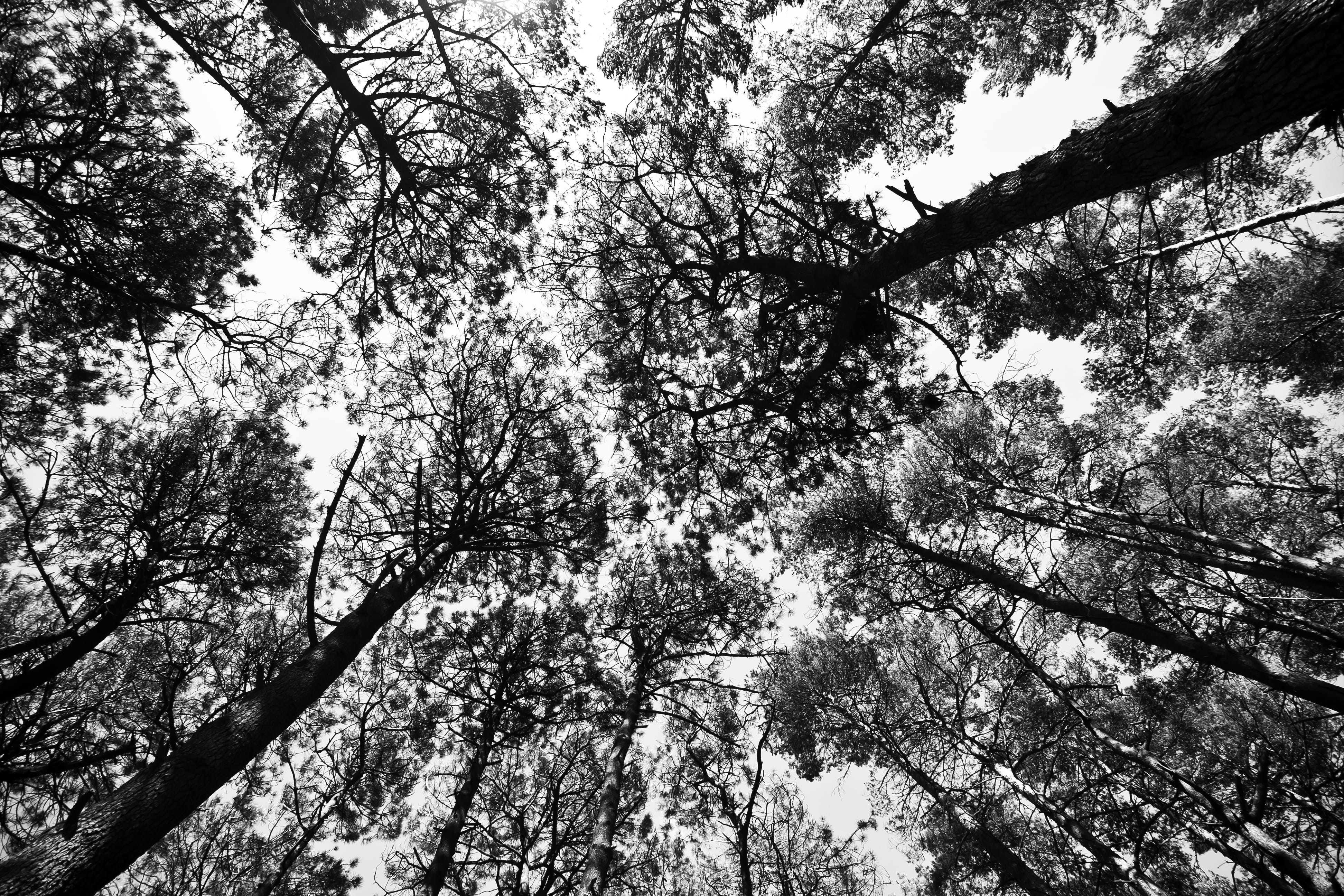 tranquility, high contrast, full frame, nature, wood, silhouette, outline, forest, brownsea island, beauty in nature, background, branch, sky, plant, 4K, HD Wallpaper