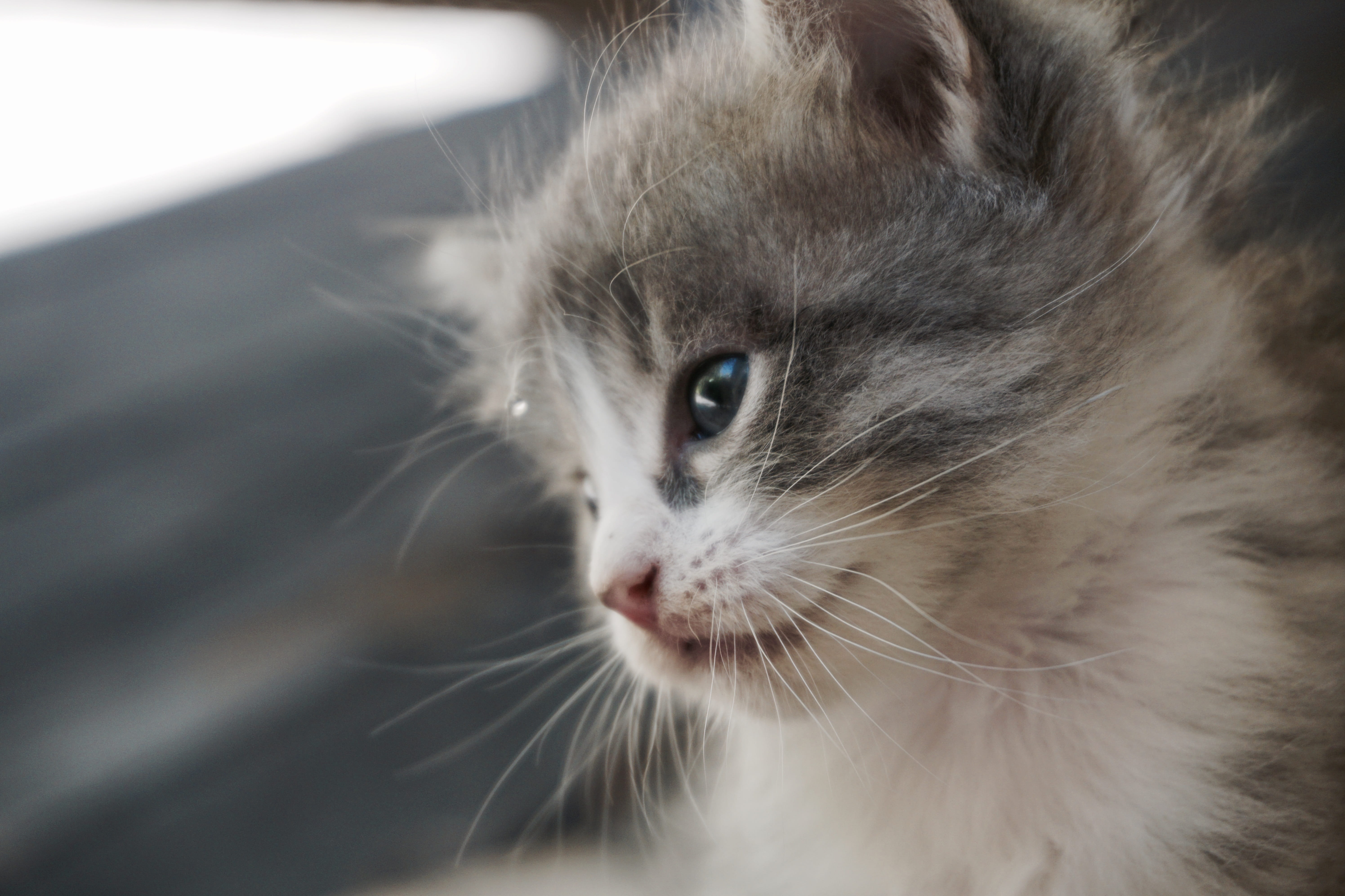 5K, domestic animals, animal themes, animal eye, pets, cat, animal, domestic, indoors, monotone, gray, kitten, vertebrate, close-up, looking away, kitty, HD Wallpaper